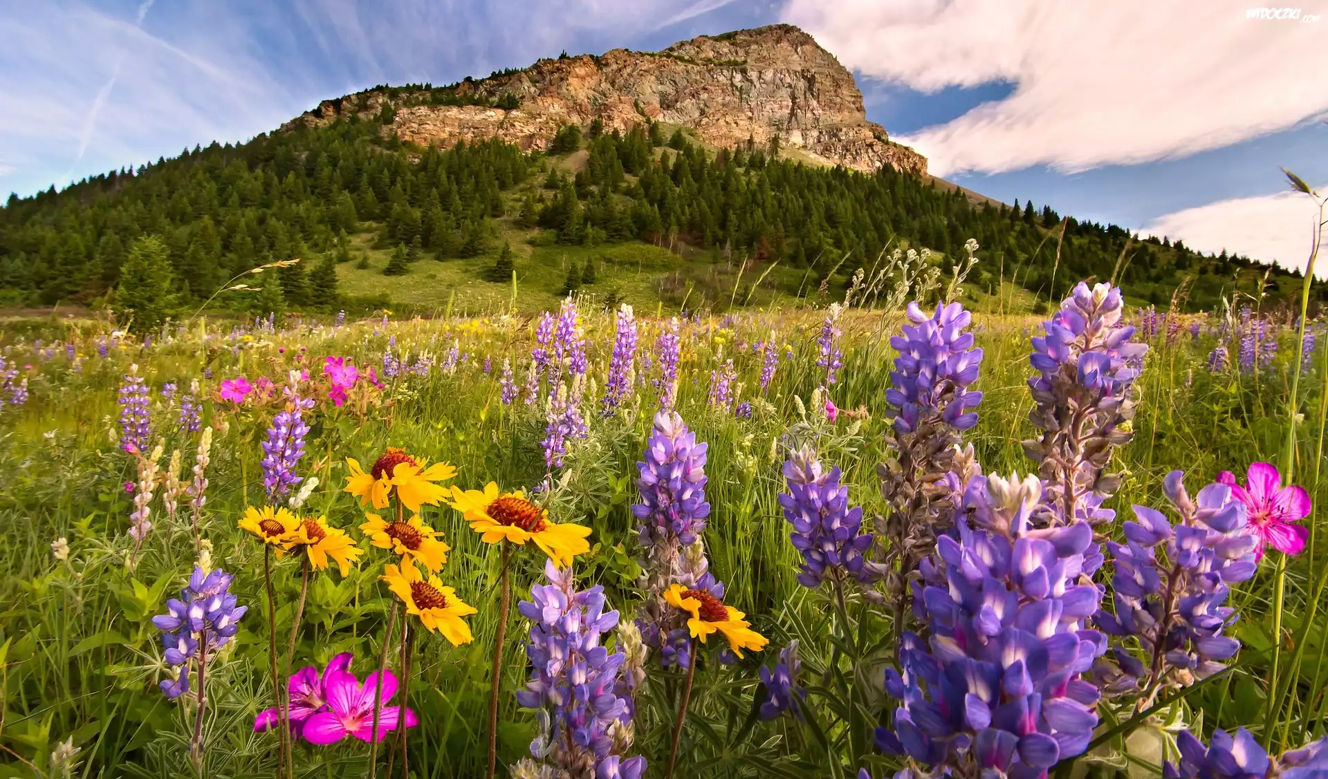 Park Narodowy Waterton Lakes, Prowincja Alberta, Kanada, Łubin, Kwiaty, Łąka, Góry