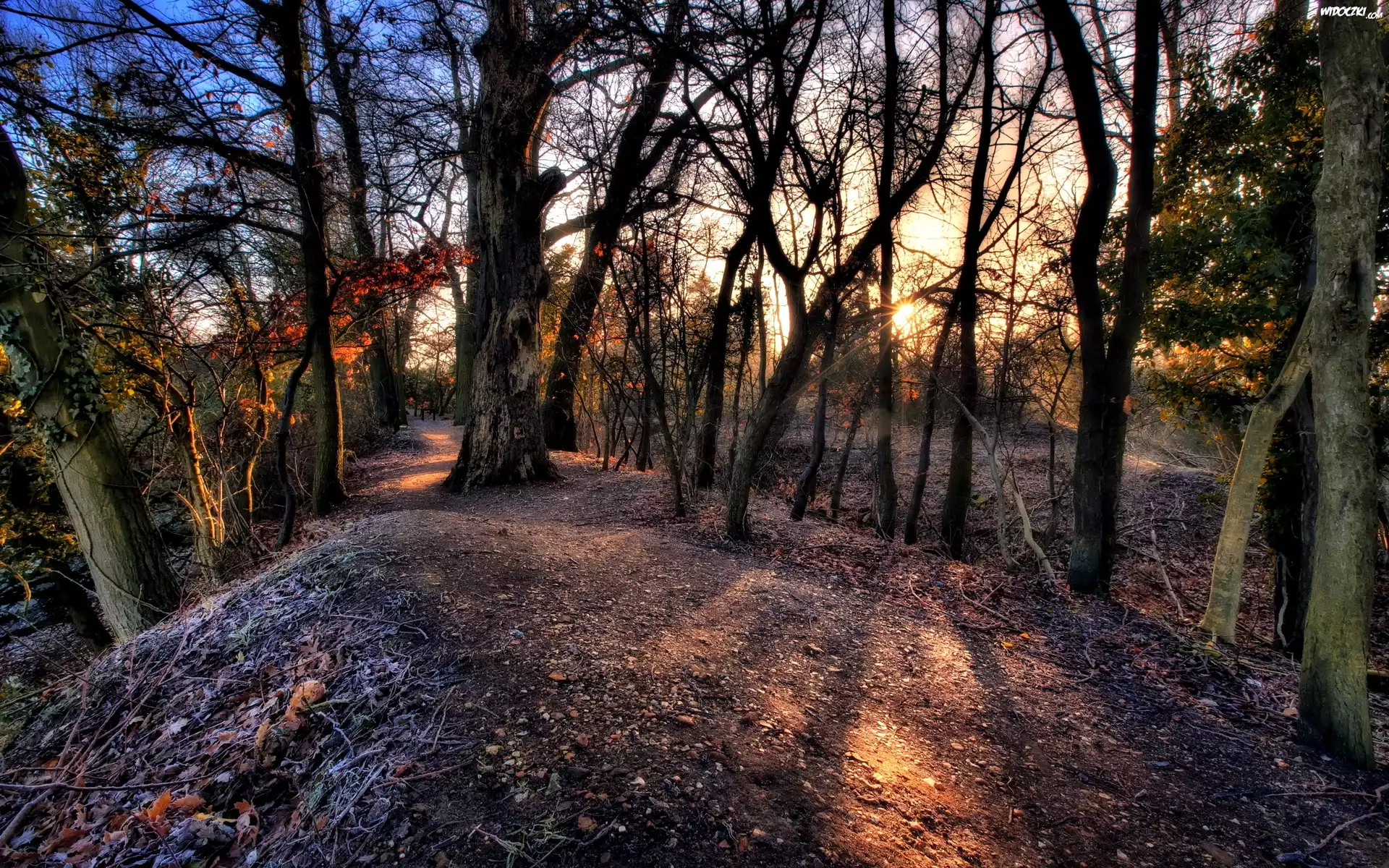 Przebijające, Światło, Las