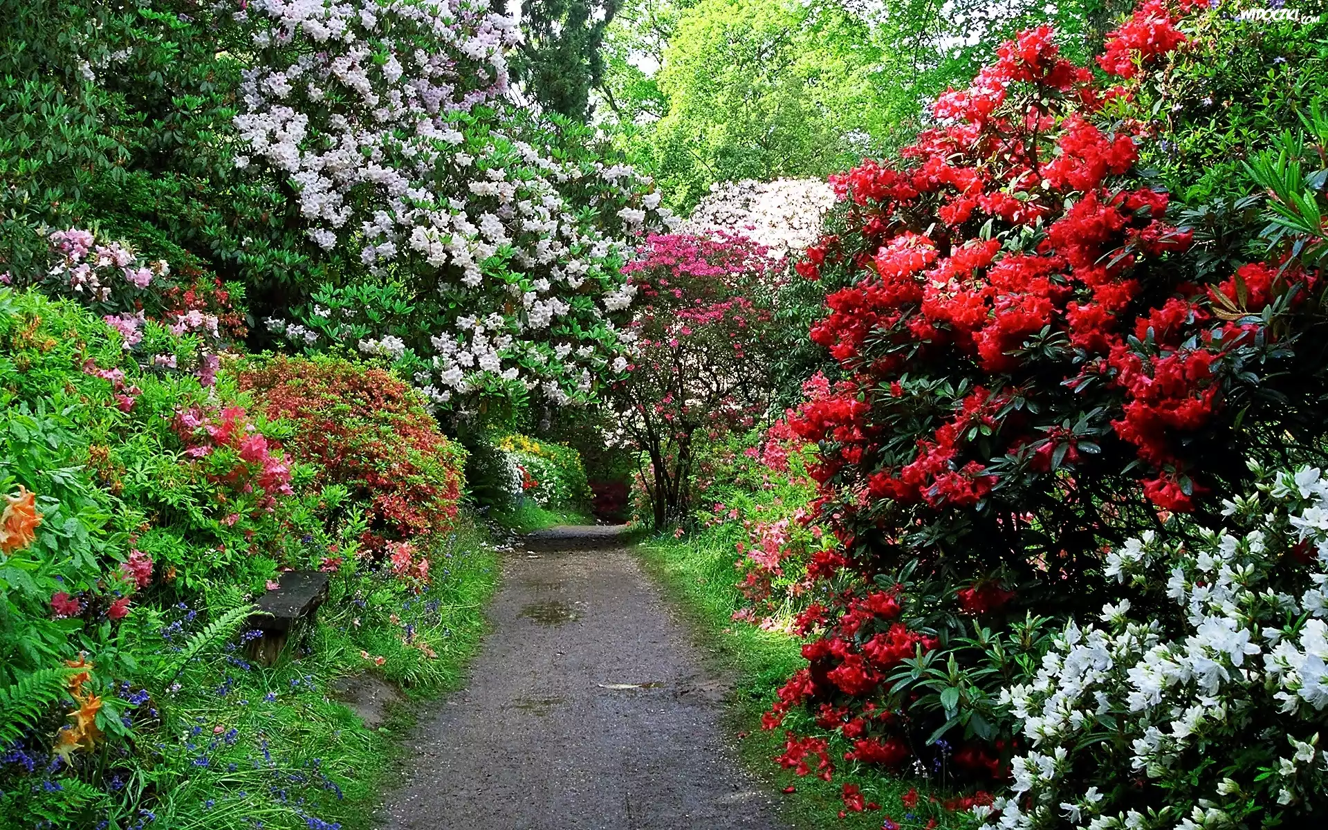 Wiosna, Park, Aleja, Rododendrony