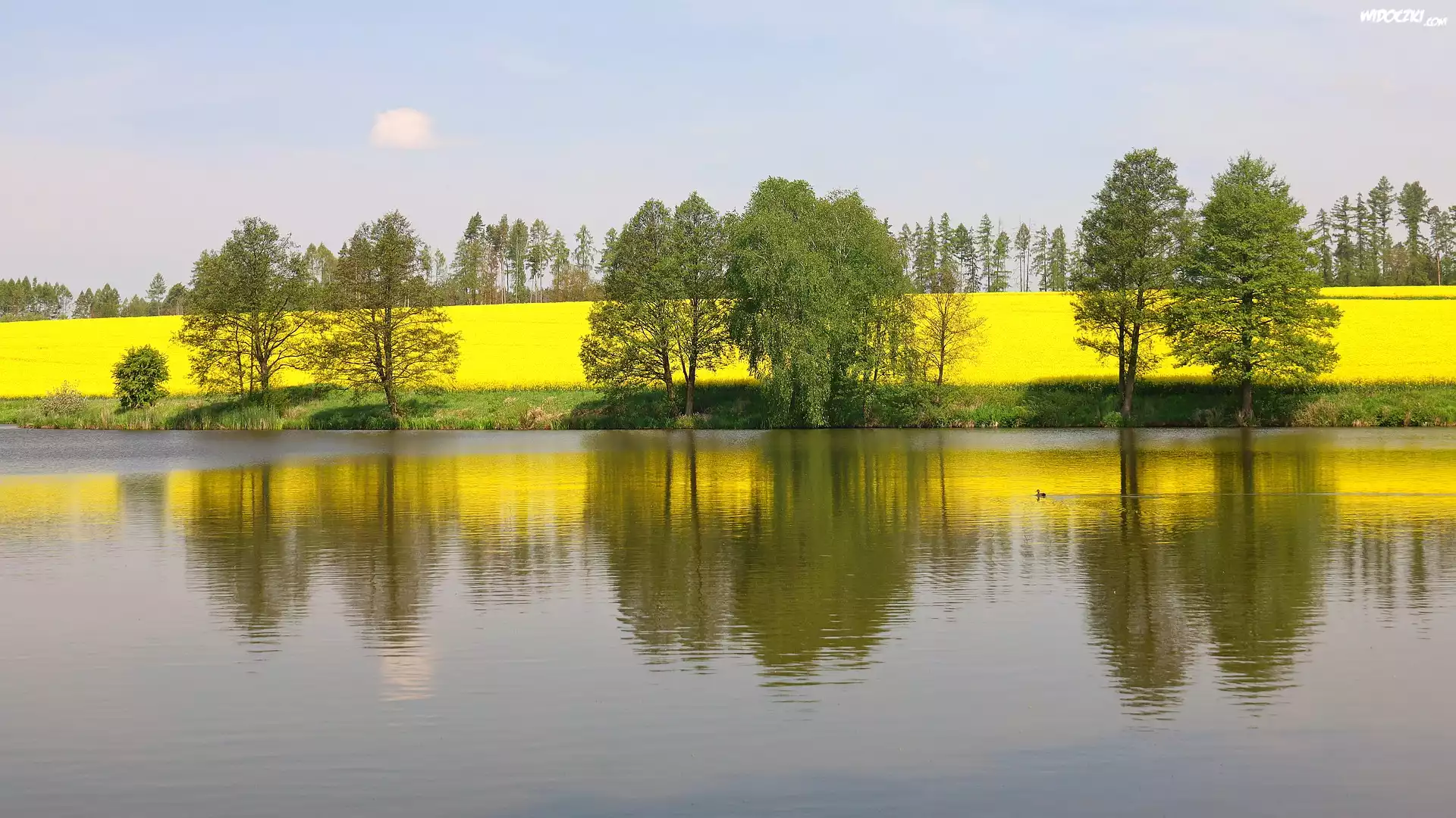 Jezioro, Drzewa, Rzepak, Wiosna