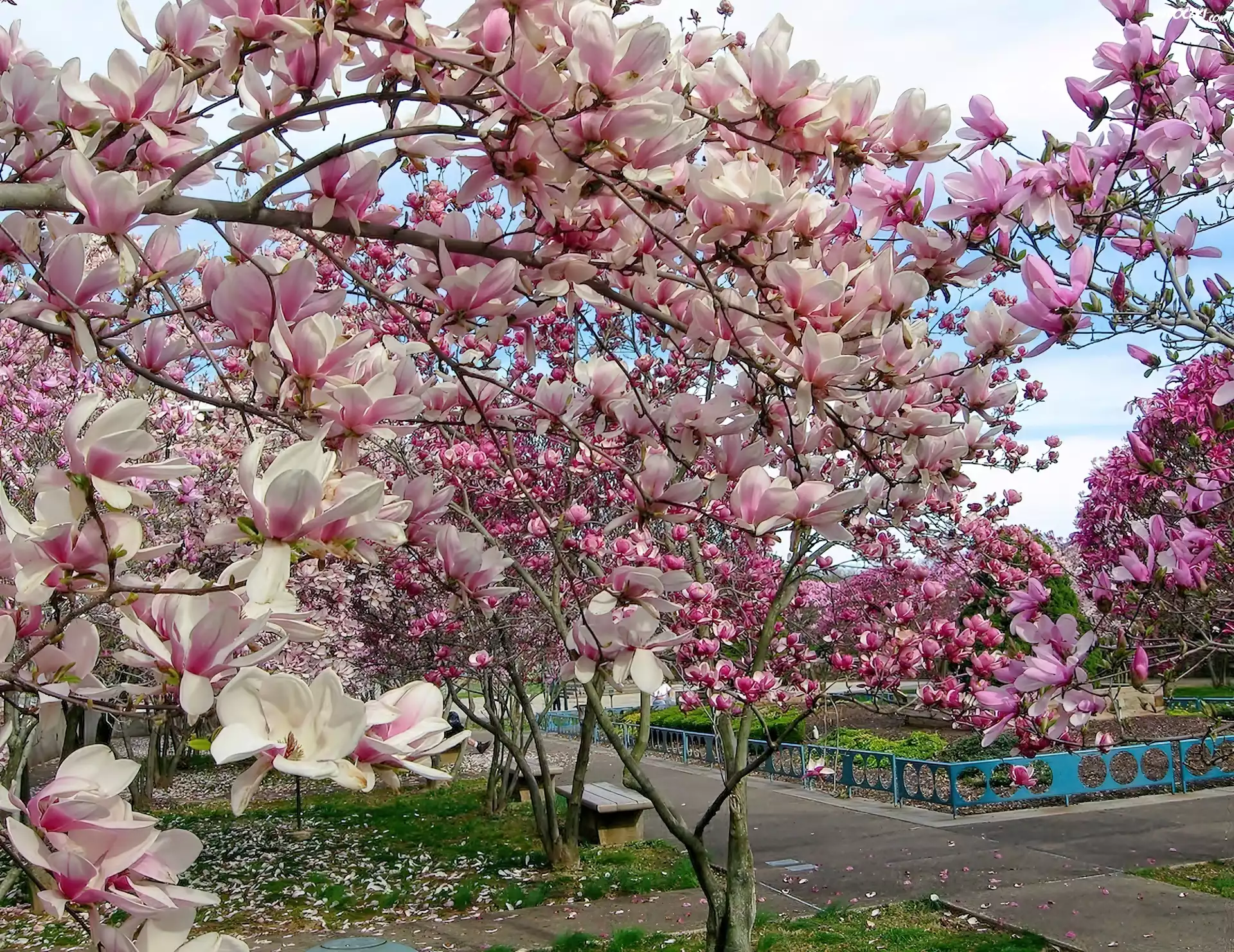 Wiosna, Park, KwitnÄ…ca, Magnolia