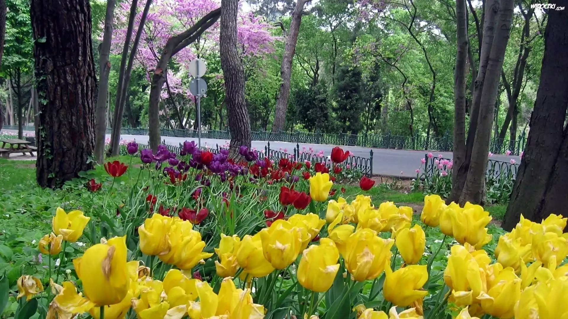 Wiosna, Park, Droga, Kwitnące, Tulipany