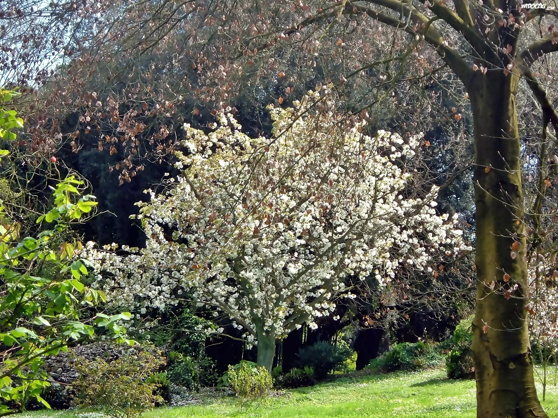 Wiosna, Park, Kwitnące, Drzewo