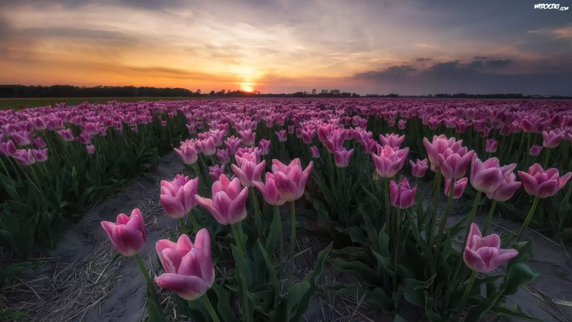 Wiosna, Zachód słońca, Plantacja, Tulipany