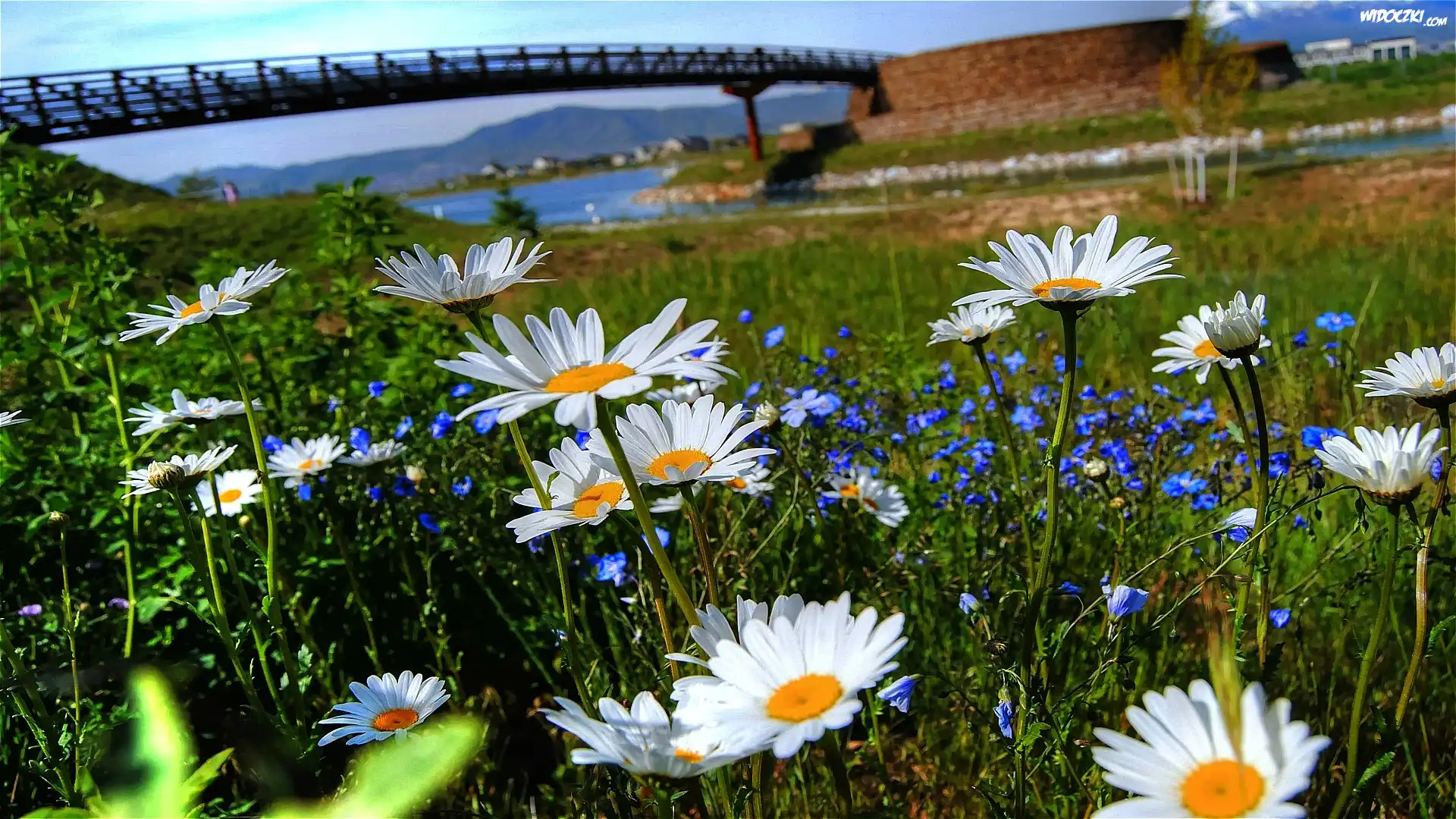 Wiosna, Most, Rzeka, Kwiaty