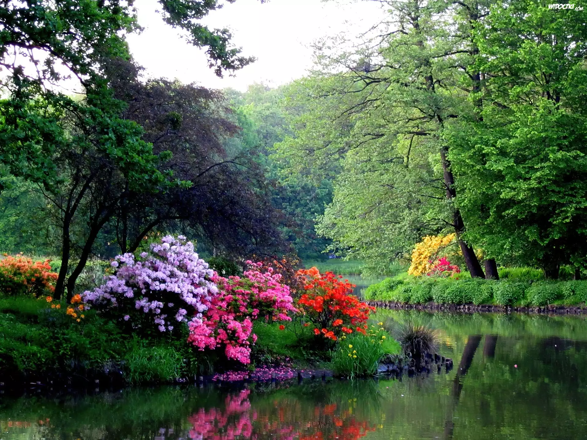 Wiosna, Park, Woda, Rododendrony