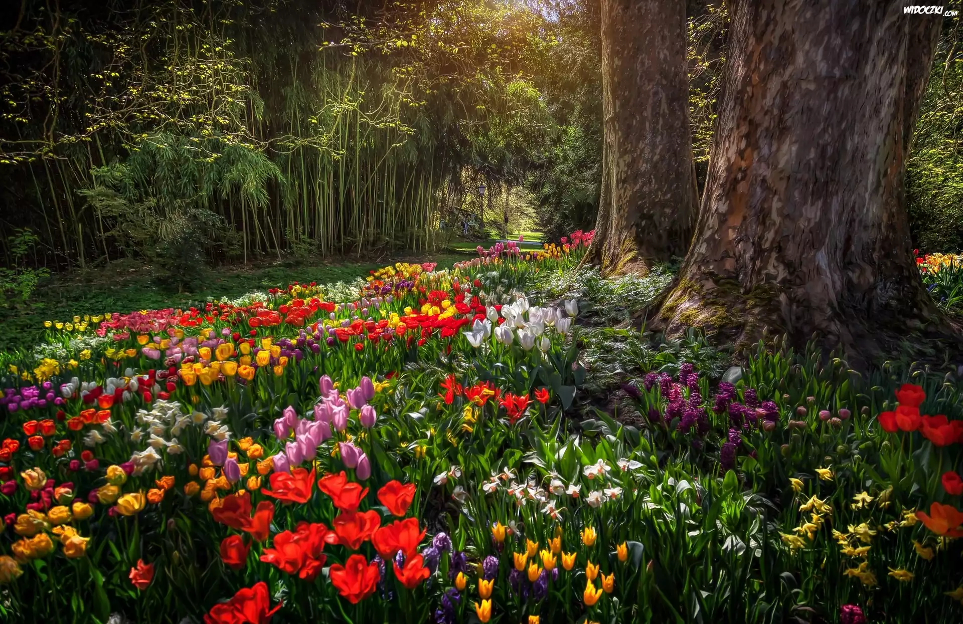 Niemcy, Badenia-Wirtembergia, Wyspa Mainau, Ogród, Park, Tulipany, Alejka, Grafika, Paintography