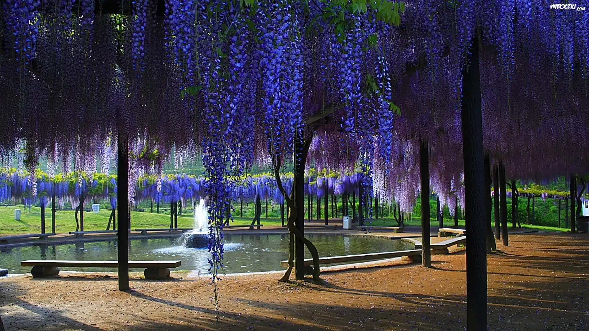 Park, Wisteria, Fontanna