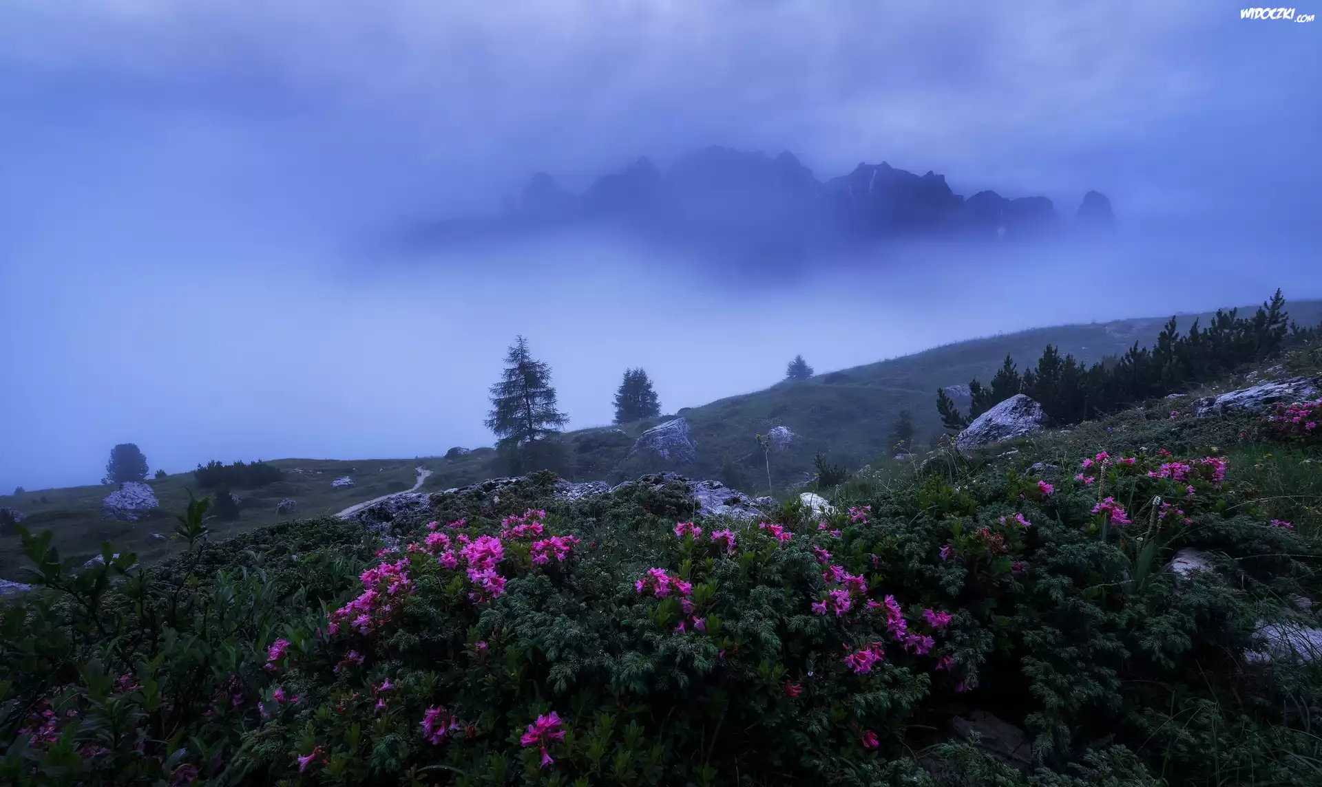 Mgła, Dolina Val Gardena, Różaneczniki, Skały, Drzewa, Góry, Dolomity, Włochy