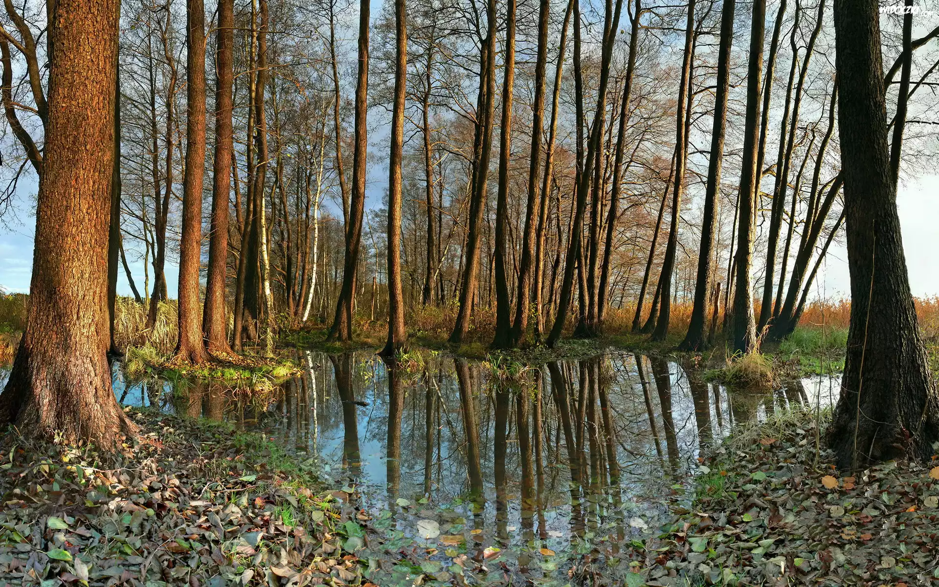 Woda, Drzewa, Liście, Jesień, Trawa, Odbicie