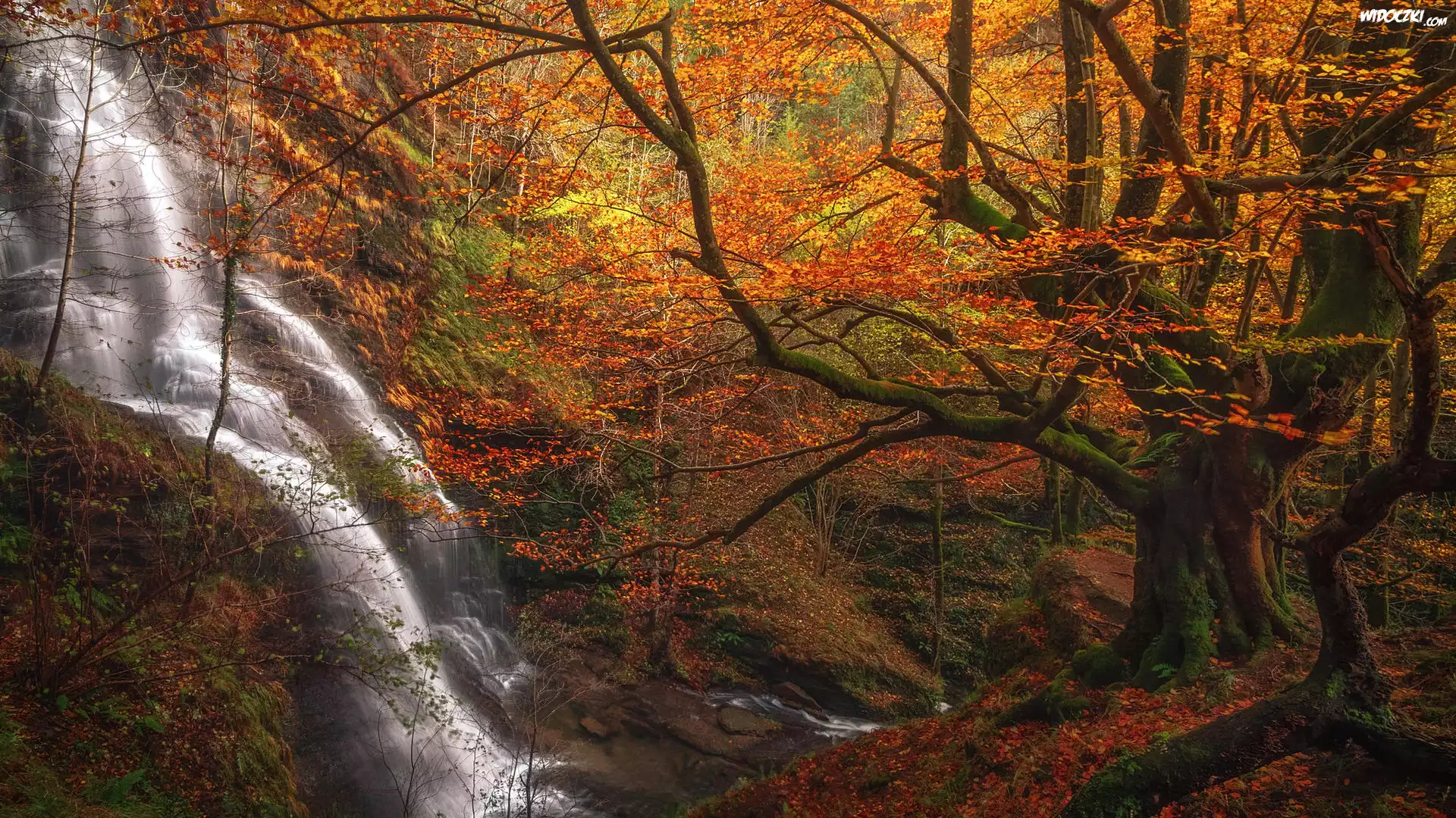 Wodospad, Uguna waterfall, Las, Jesień, Drzewa, Strumień, Park Narodowy Gorbea, Kraj Basków, Hiszpania