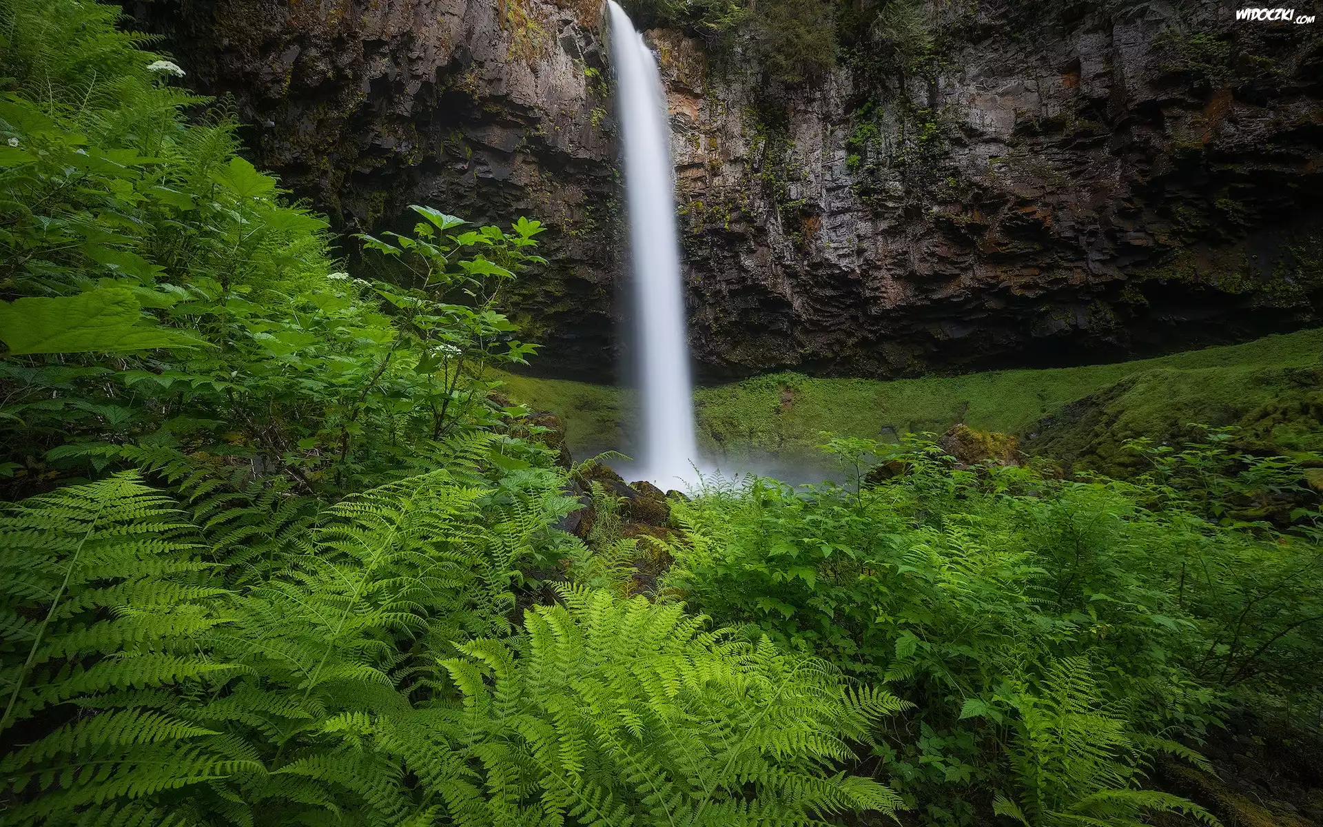 Wodospad, Skała, Roślinność, Paprocie, Rezerwat przyrody, Columbia River Gorge, Stan Waszyngton, Stany Zjednoczone