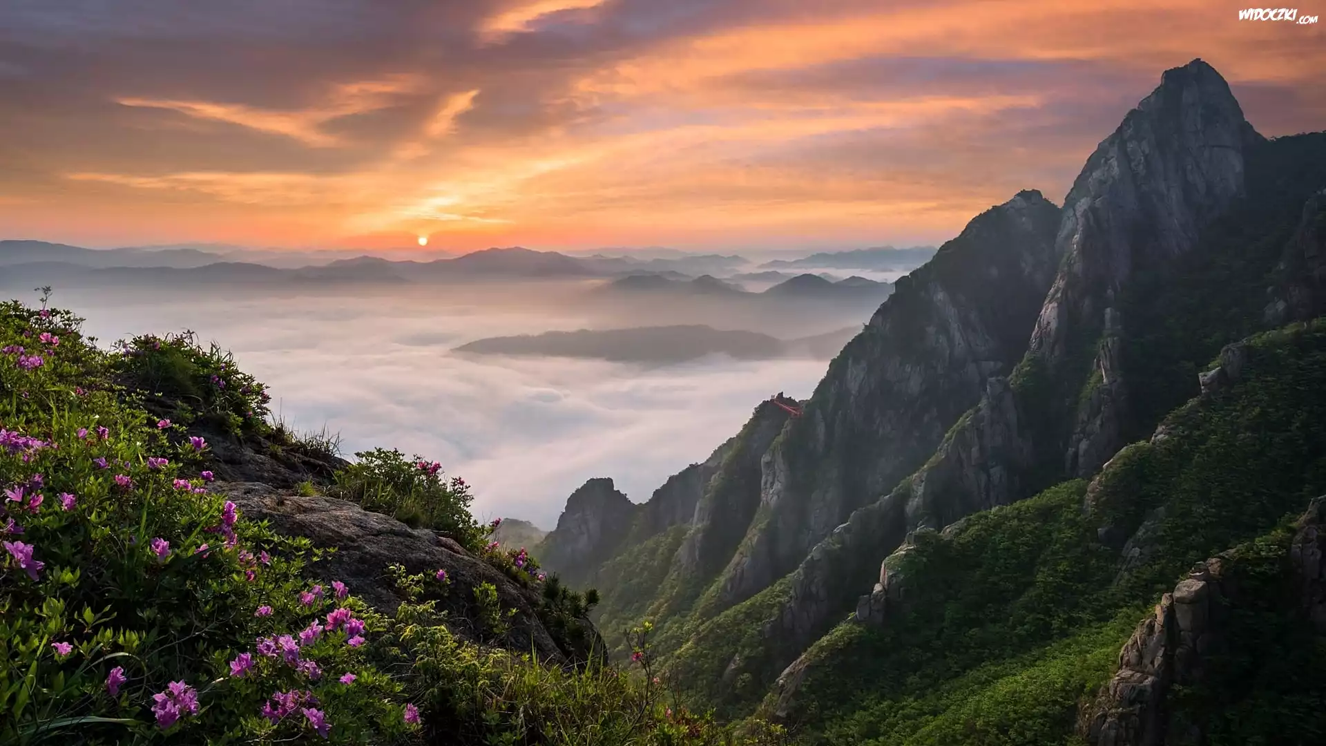 Góry Wolchulsan, Park Narodowy Wolchulsan, Prowincja Jeolla Południowa, Korea Południowa, Mgła, Kwiaty, Wschód słońca