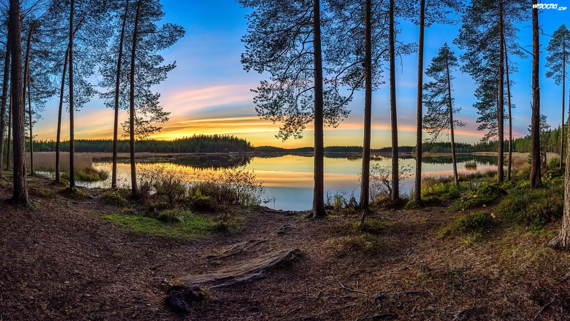 Wschód słońca, Drzewa, Jezioro