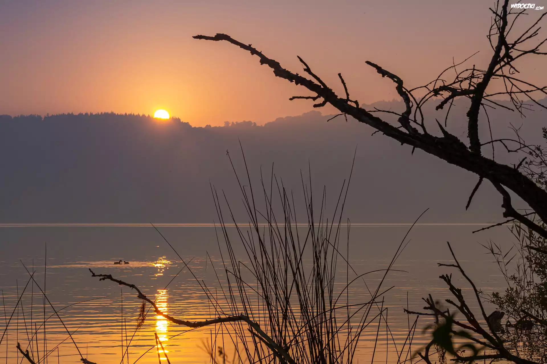 Jezioro, Wschód słońca, Mgła, Trawa, Drzewa, Las