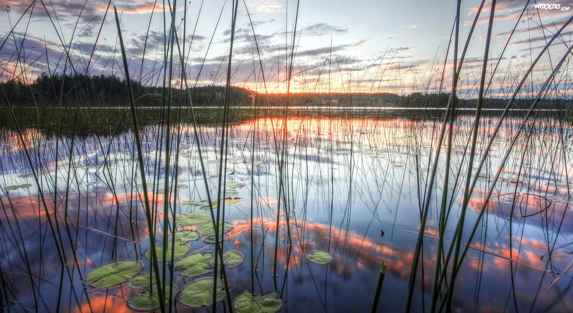 Wschód, Słońca, Jezioro, Szuwary