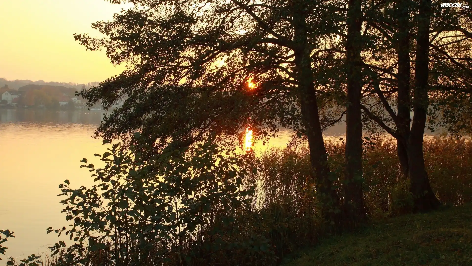 Wschód, Słońca, Jezioro, Mgła, Las