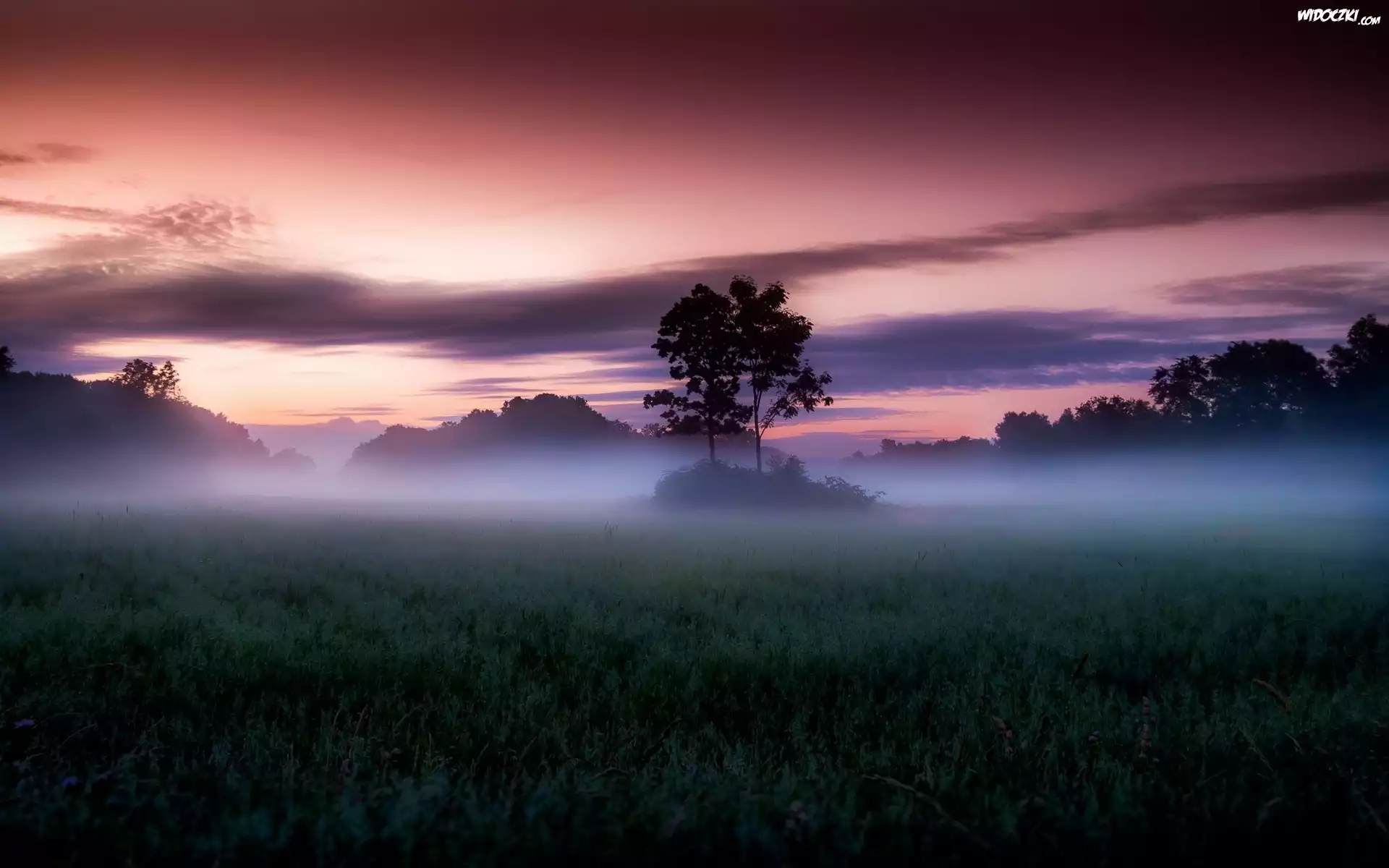 Wschód Słońca, Pola, Mgła, Drzewa