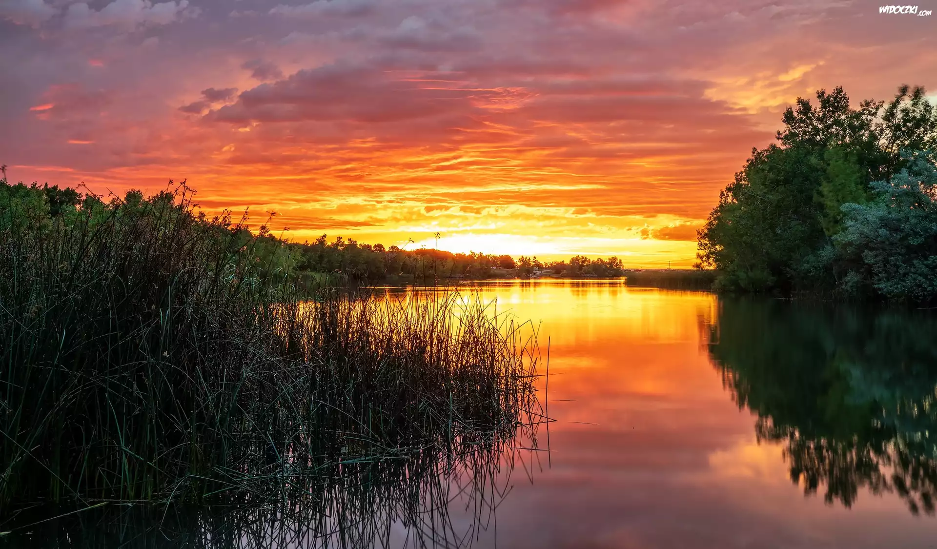 Las, Drzewa, Jezioro, Wschód słońca, Trawy