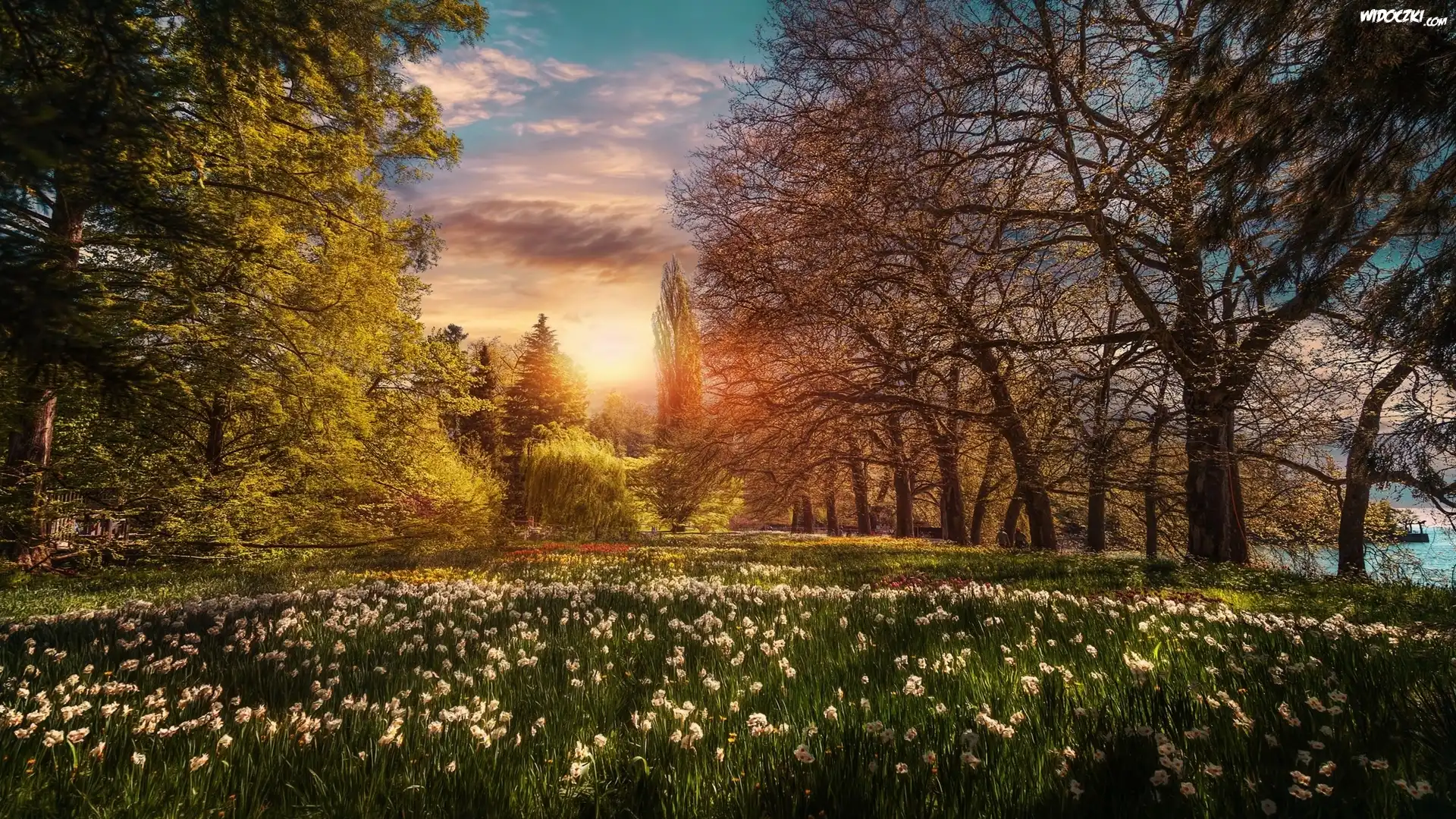 Park, Ogród, Wyspa Mainau, Badenia-Wirtembergia, Niemcy, Kwiaty, Drzewa, Wschód słońca