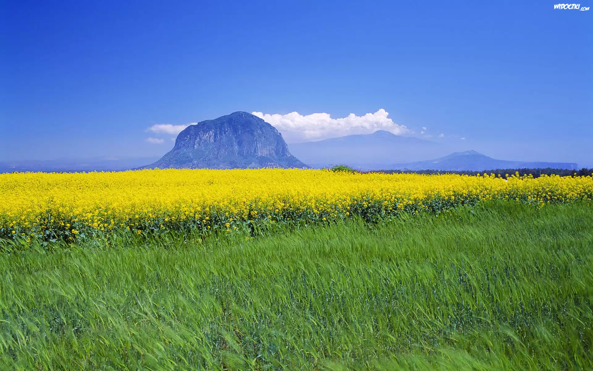 Wyspa, Jeju, Góra, Łąka, Żółte, Kwiaty