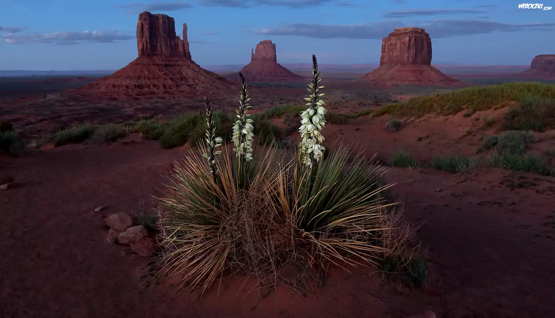 Wyżyna Kolorado, Dolina Pomników, Monument Valley, Rezerwat Indian Navaho, Skały, Kwiat, Juka karolińska, Stan Utah, Stany Zjednoczone Juka karolińska