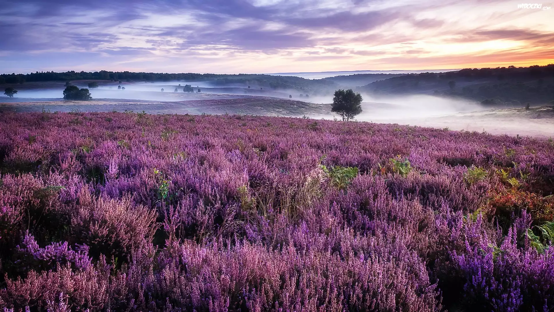 Anglia, Hrabstwo Staffordshire, Cannock Chase, Wrzosowisko, Wrzosy, Mgła, Drzewa, Wzgórza
