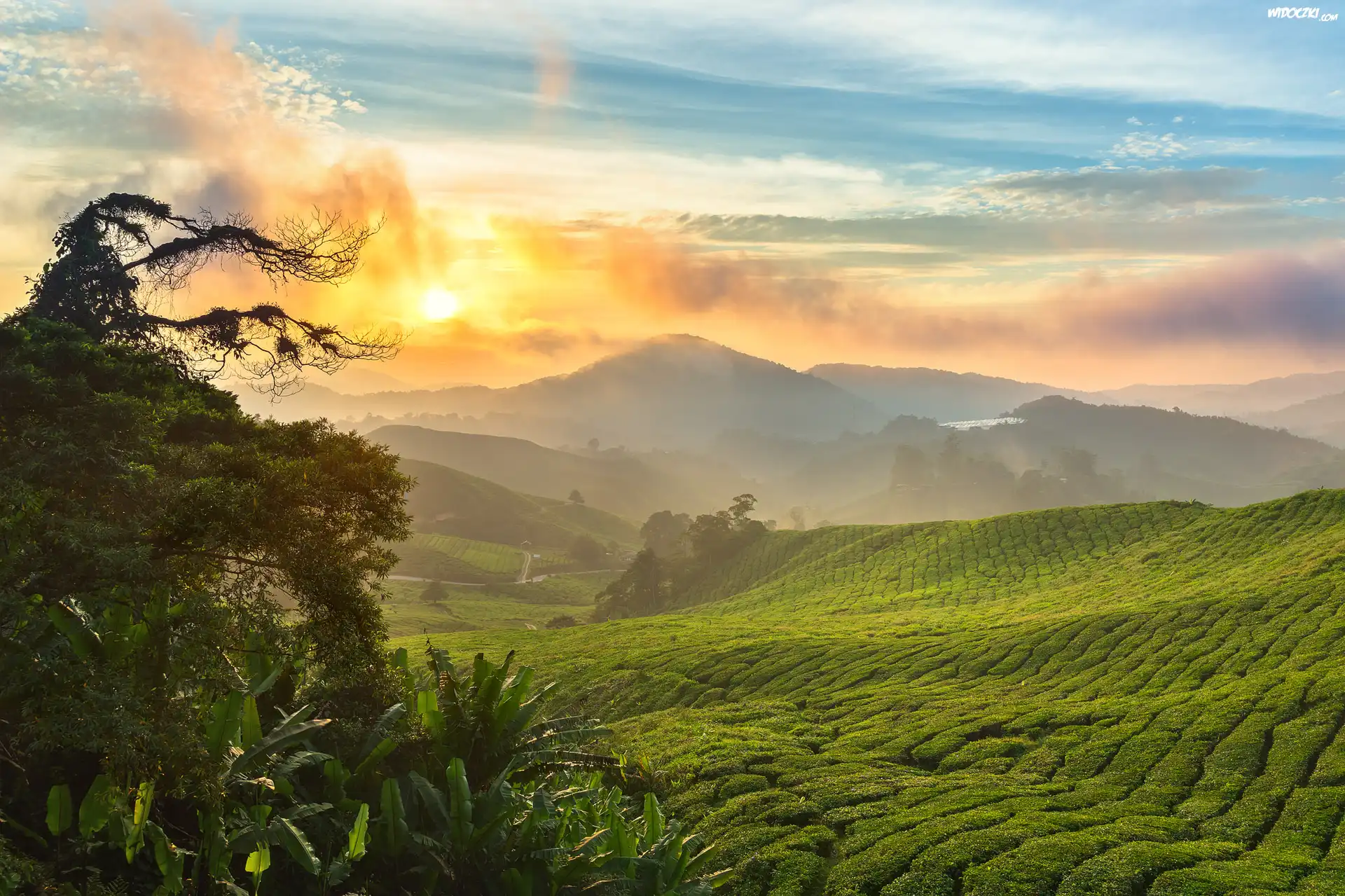 Wzgórza, Góry Cameron, Drzewa, Plantacja, Chmury, Wschód słońca, Cameron Highlands, Stan Pahang, Malezja