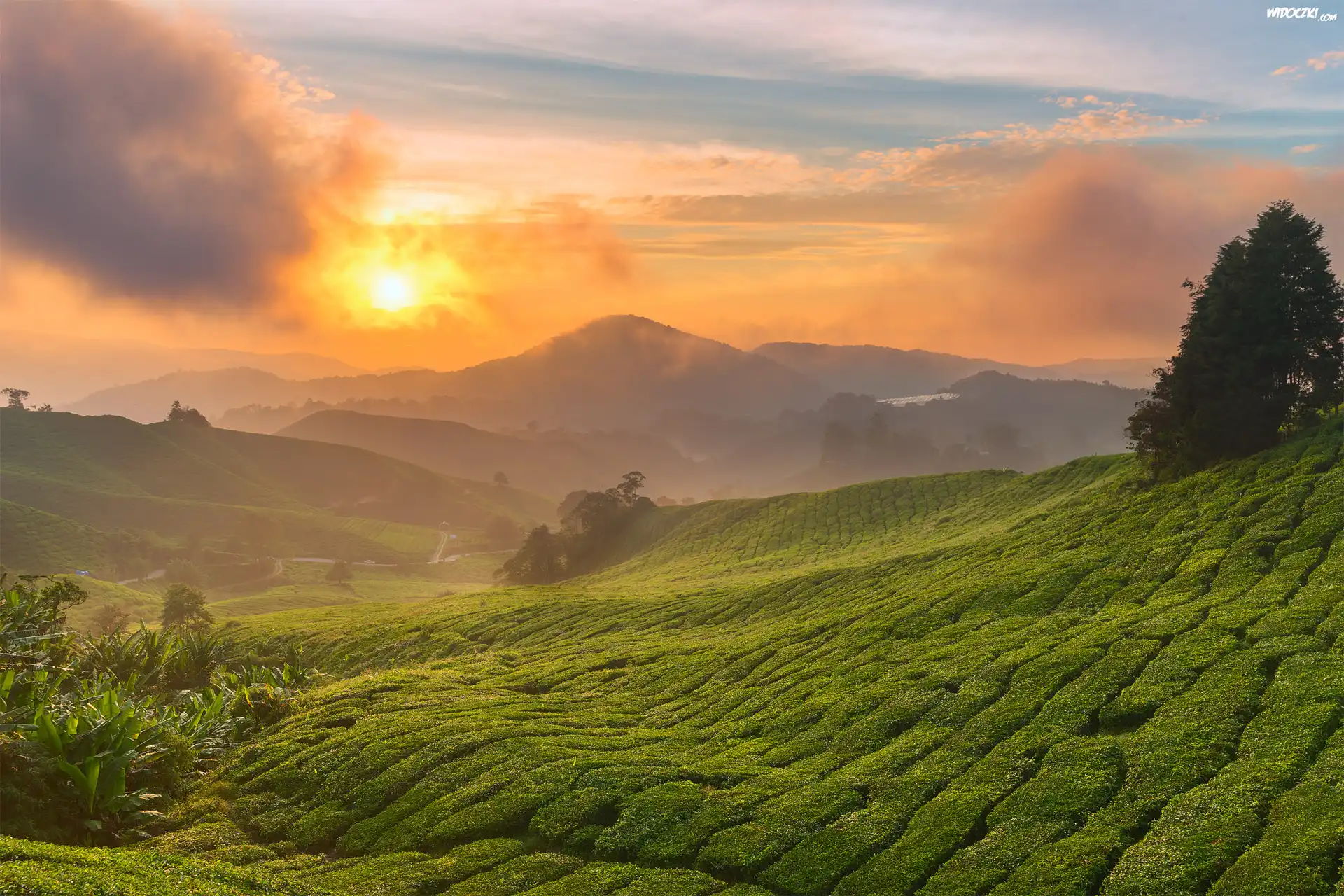 Wzgórza, Plantacja herbaty, Drzewa, Wschód słońca, Mgła, Chmury, Cameron Highlands, Stan Pahang, Malezja