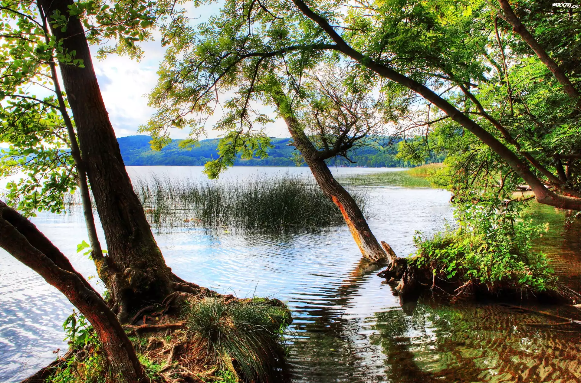 Las, Wzgórza, Jezioro