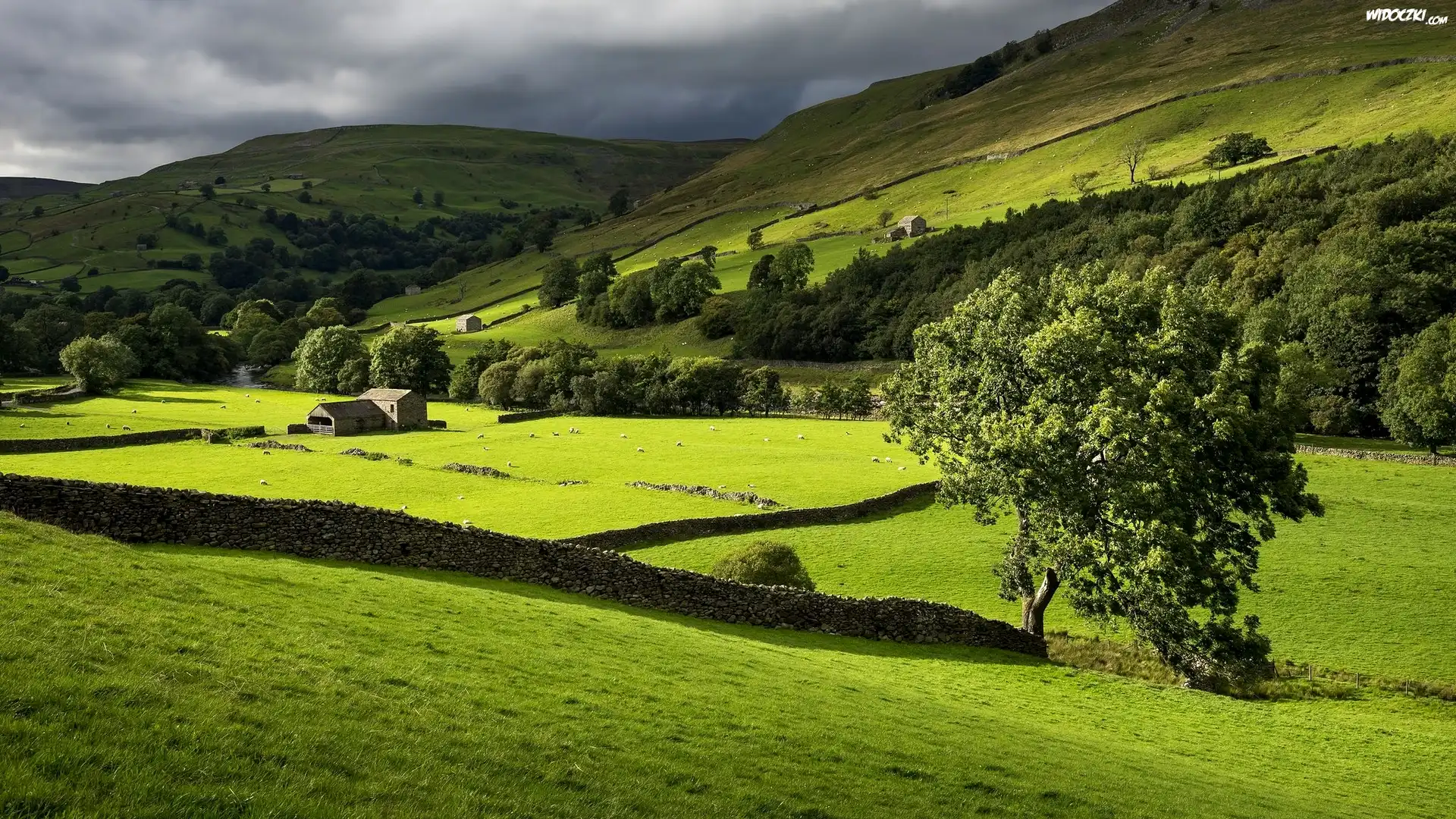 Dolina Swaledale, Park Narodowy Yorkshire Dales, Anglia, Góry, Łąka, Drzewa, Kamienne, Murki, Budynki, Owce
