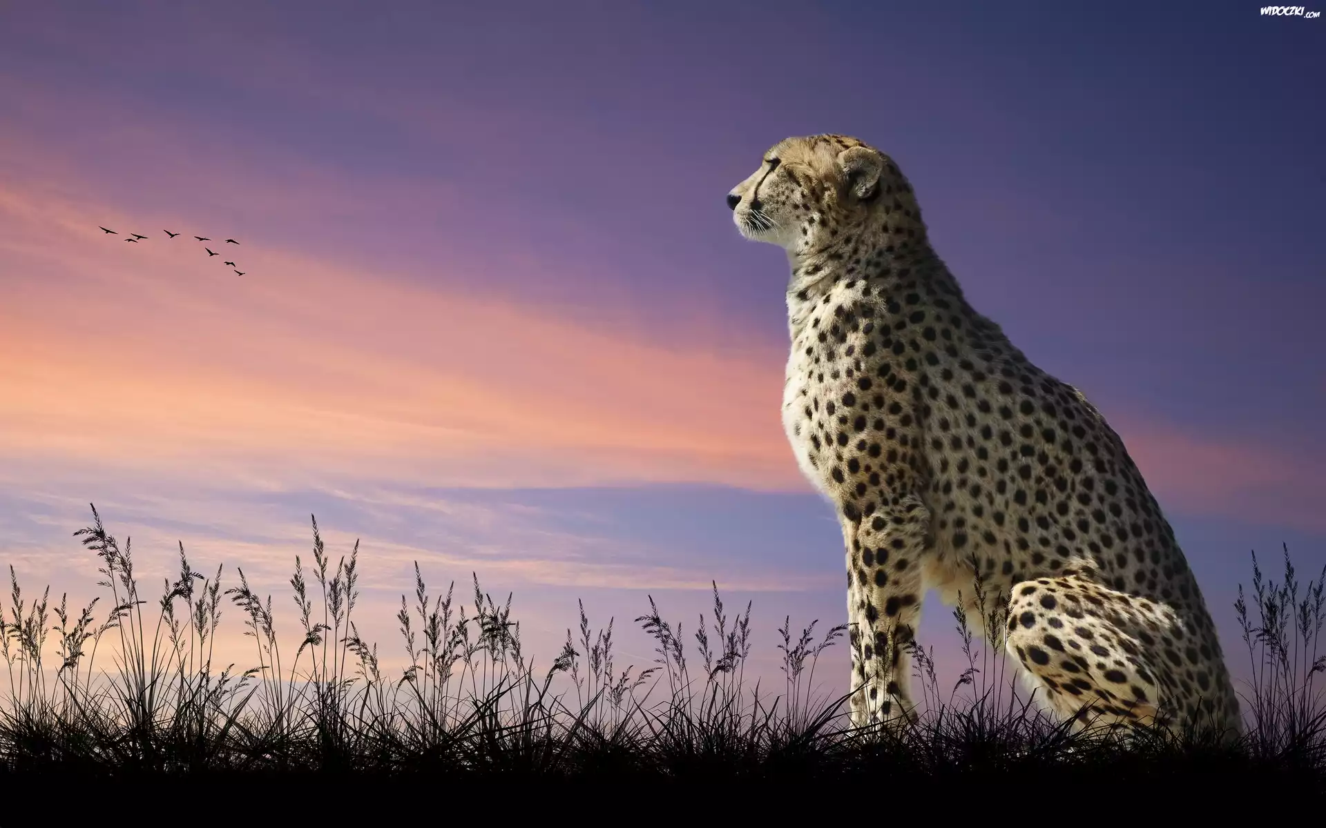 Gepard, Zachód, Słońca