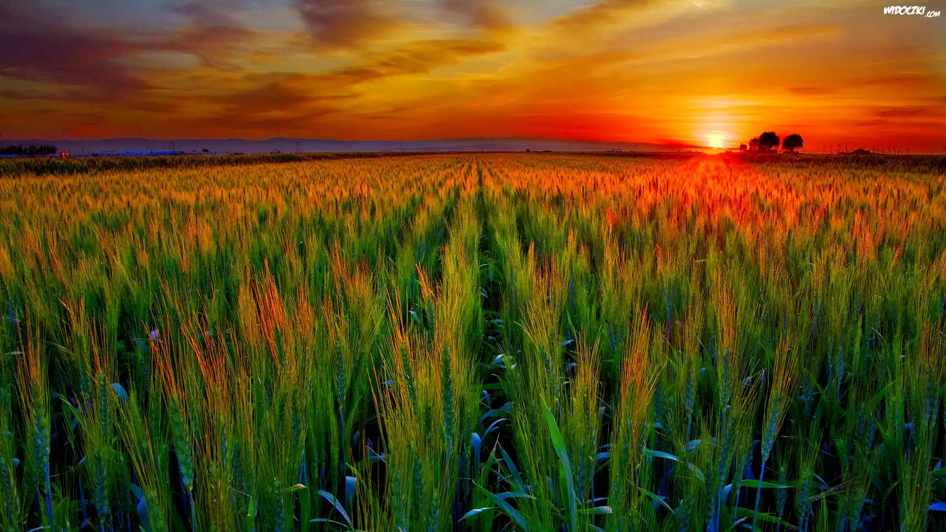 Zachód, Słońca, Farma, Kłosy, Zbóż