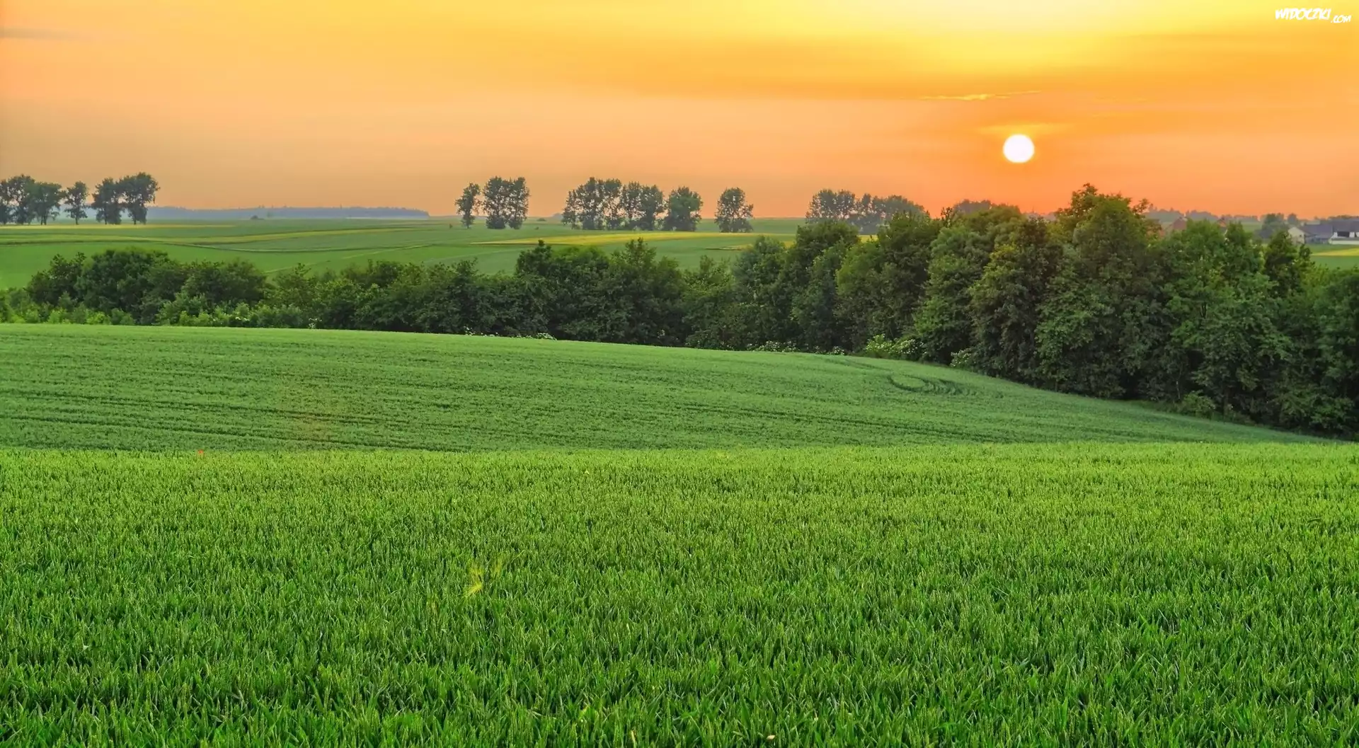 Zachód, Słońca, Pola, Drzewa