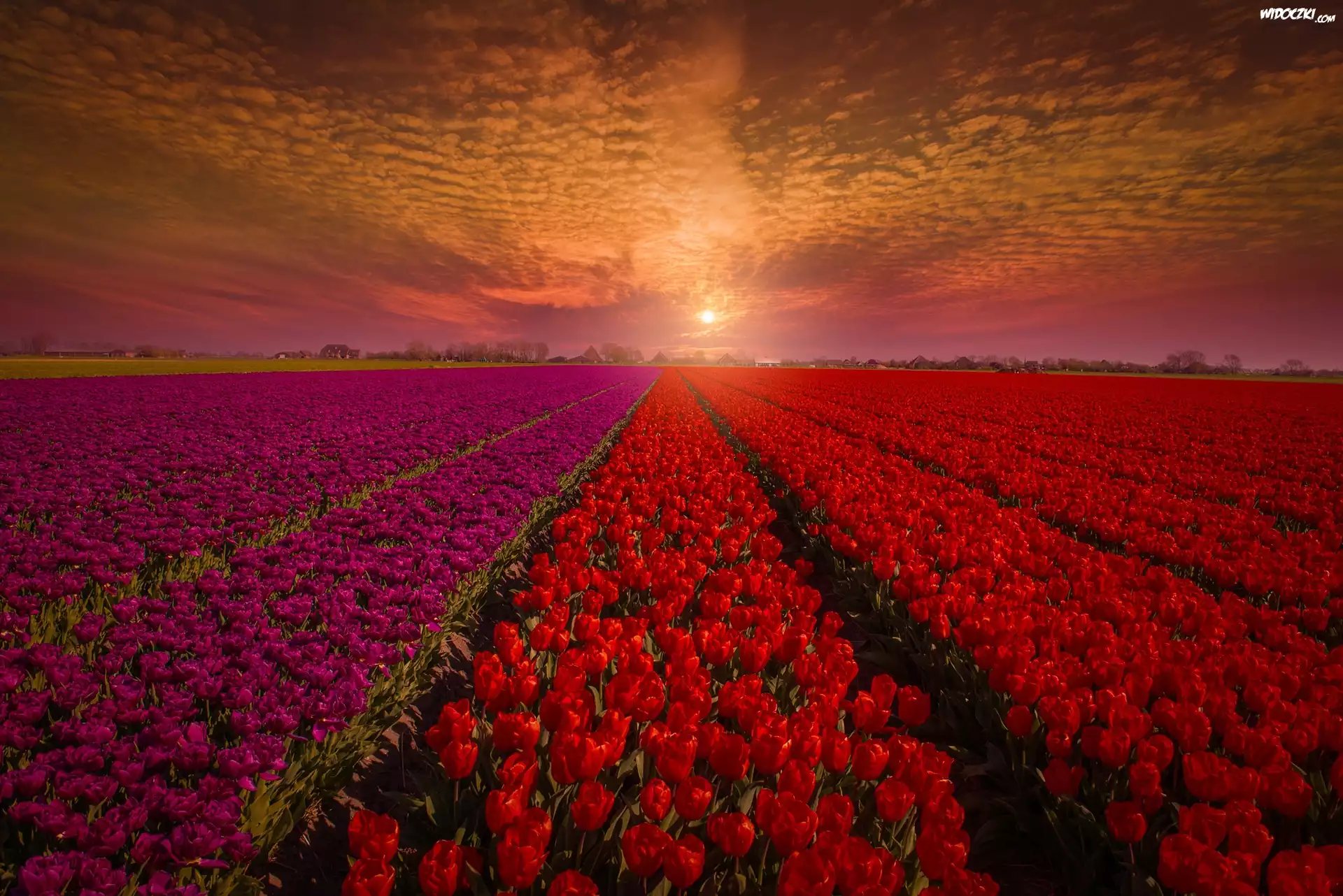 Zachód słońca, Tulipany, Pole, Uprawa
