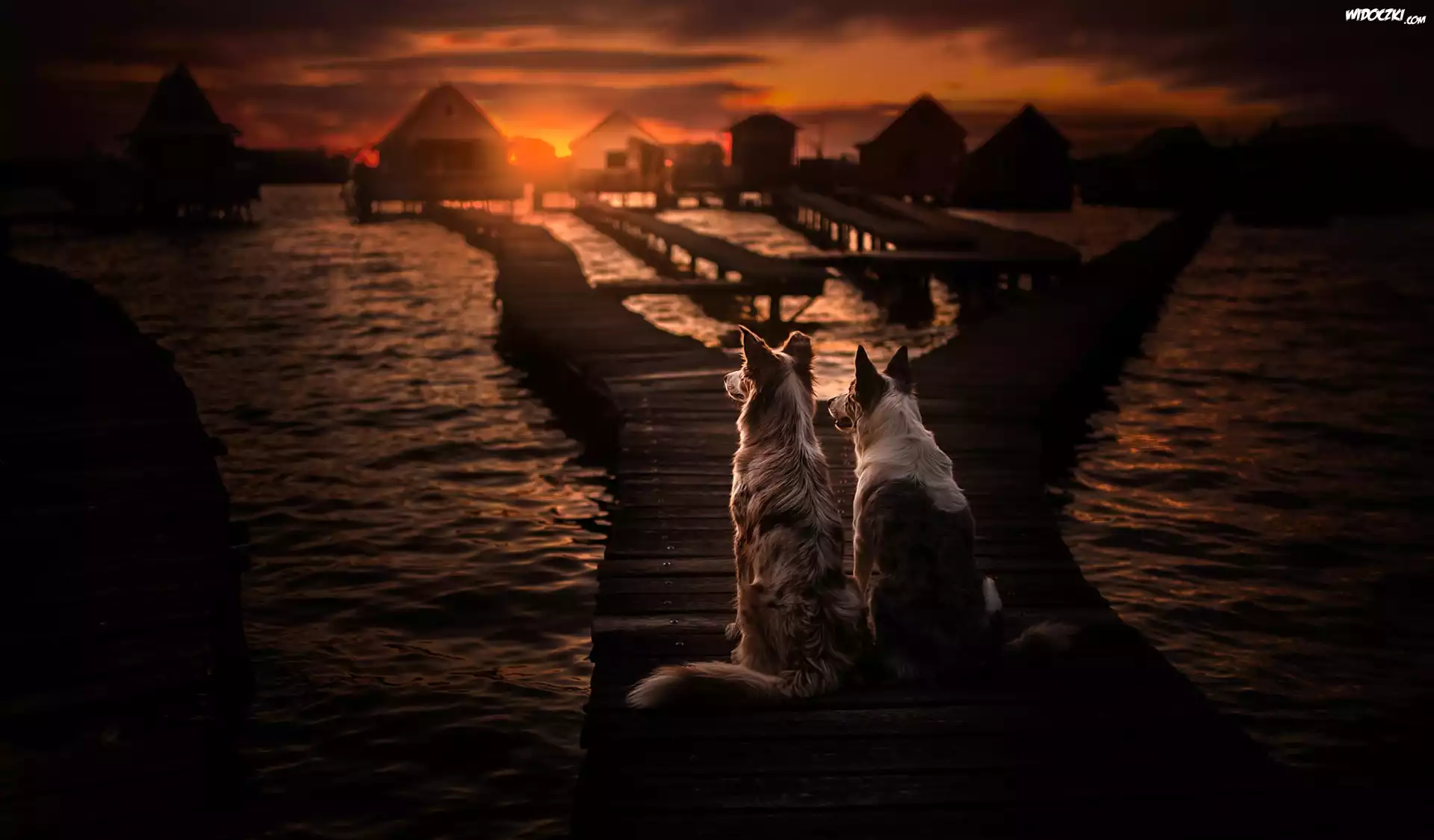 Pomost, Zachód słońca, Kładka, Border collie, Morze
