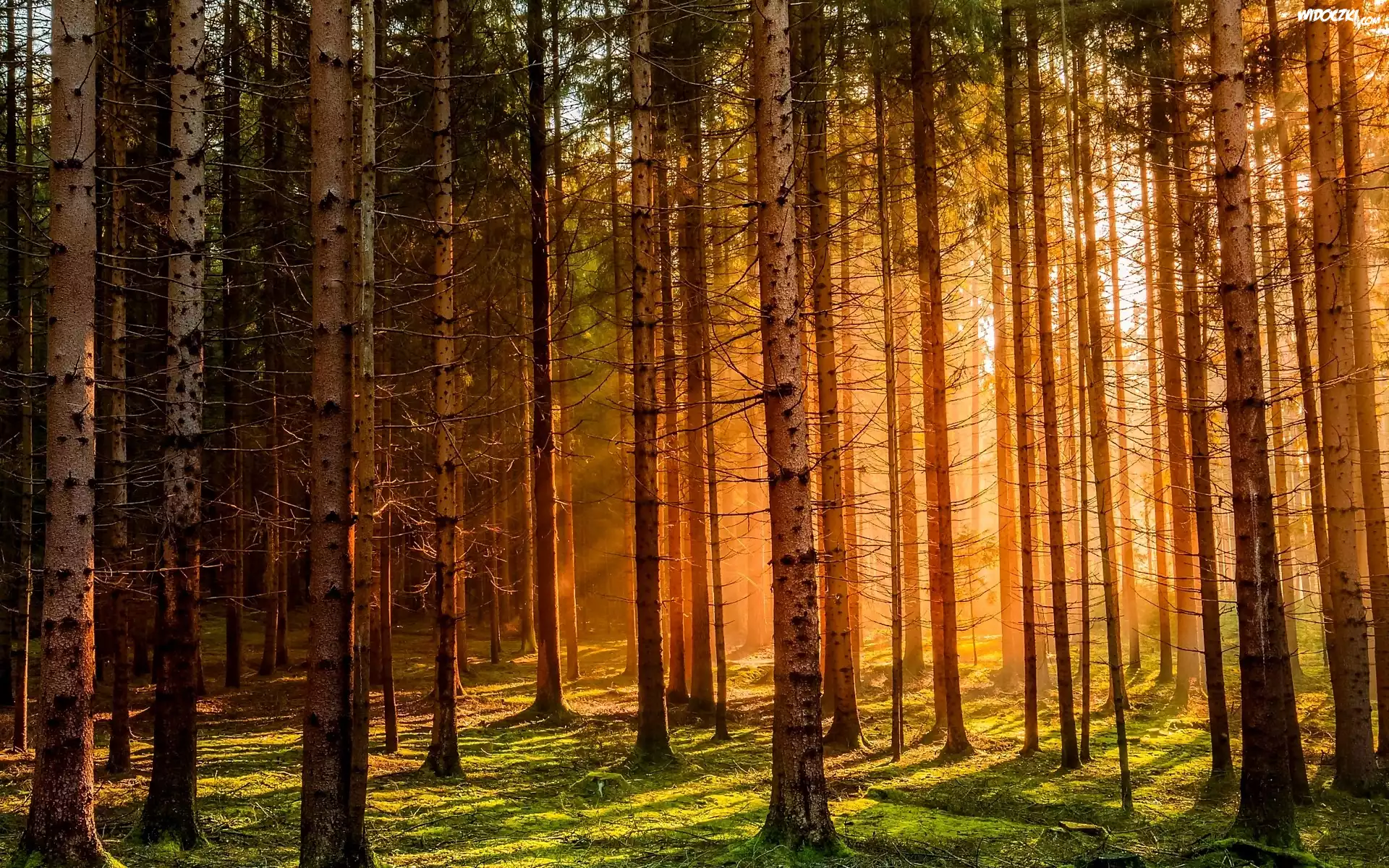 Zachód Słońca, Las, Przebijające Światło