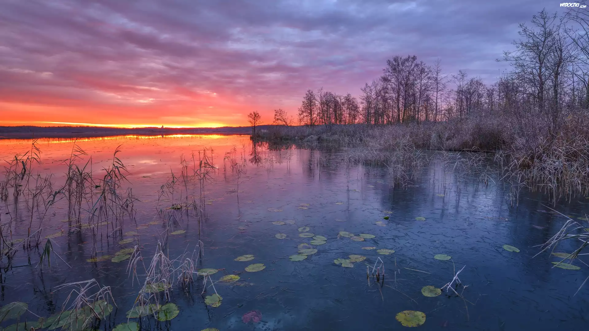 Jezioro, Zachód słońca, Szuwary, Drzewa