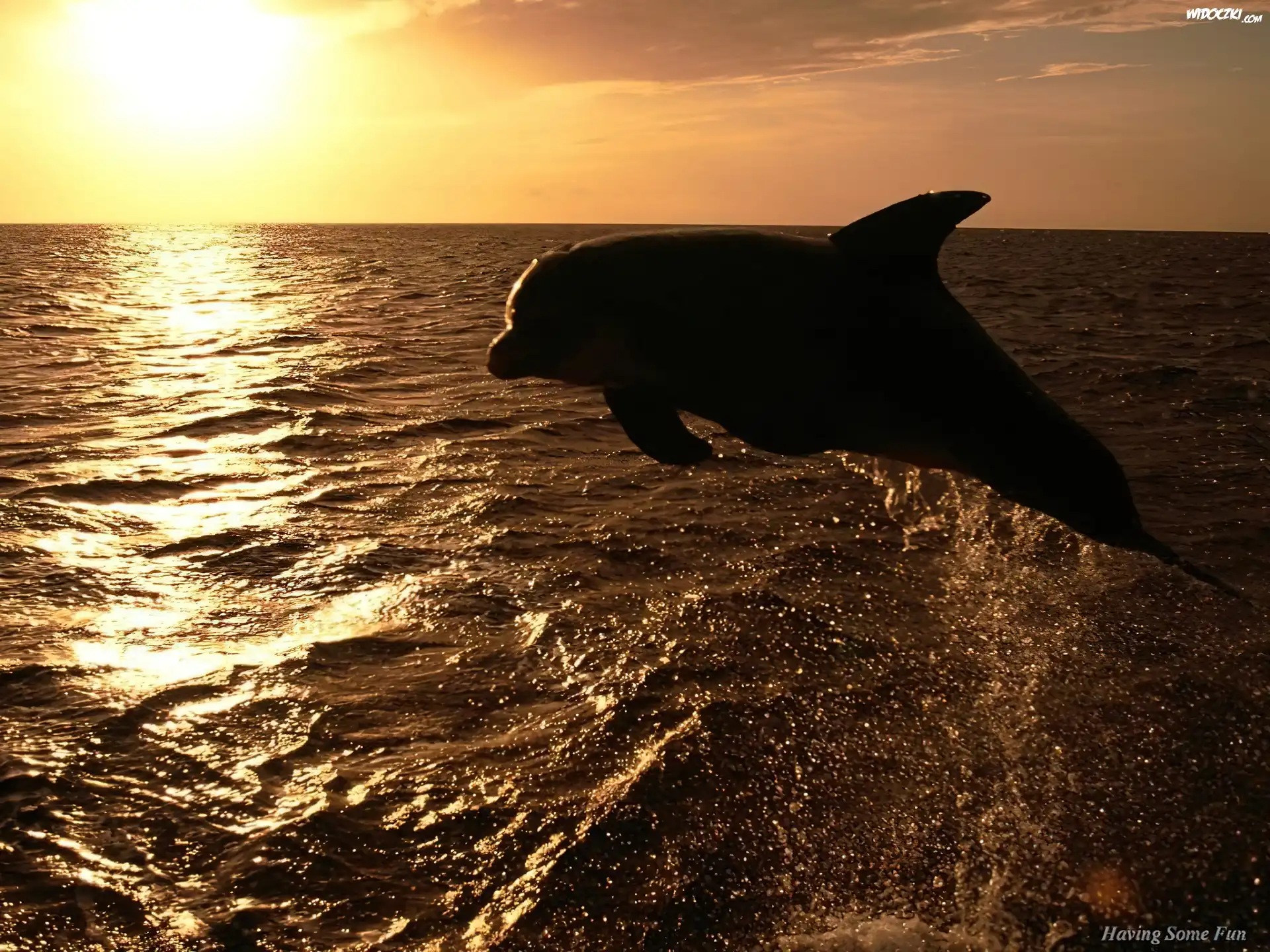 Zachód Słońca, Morze, Delfin