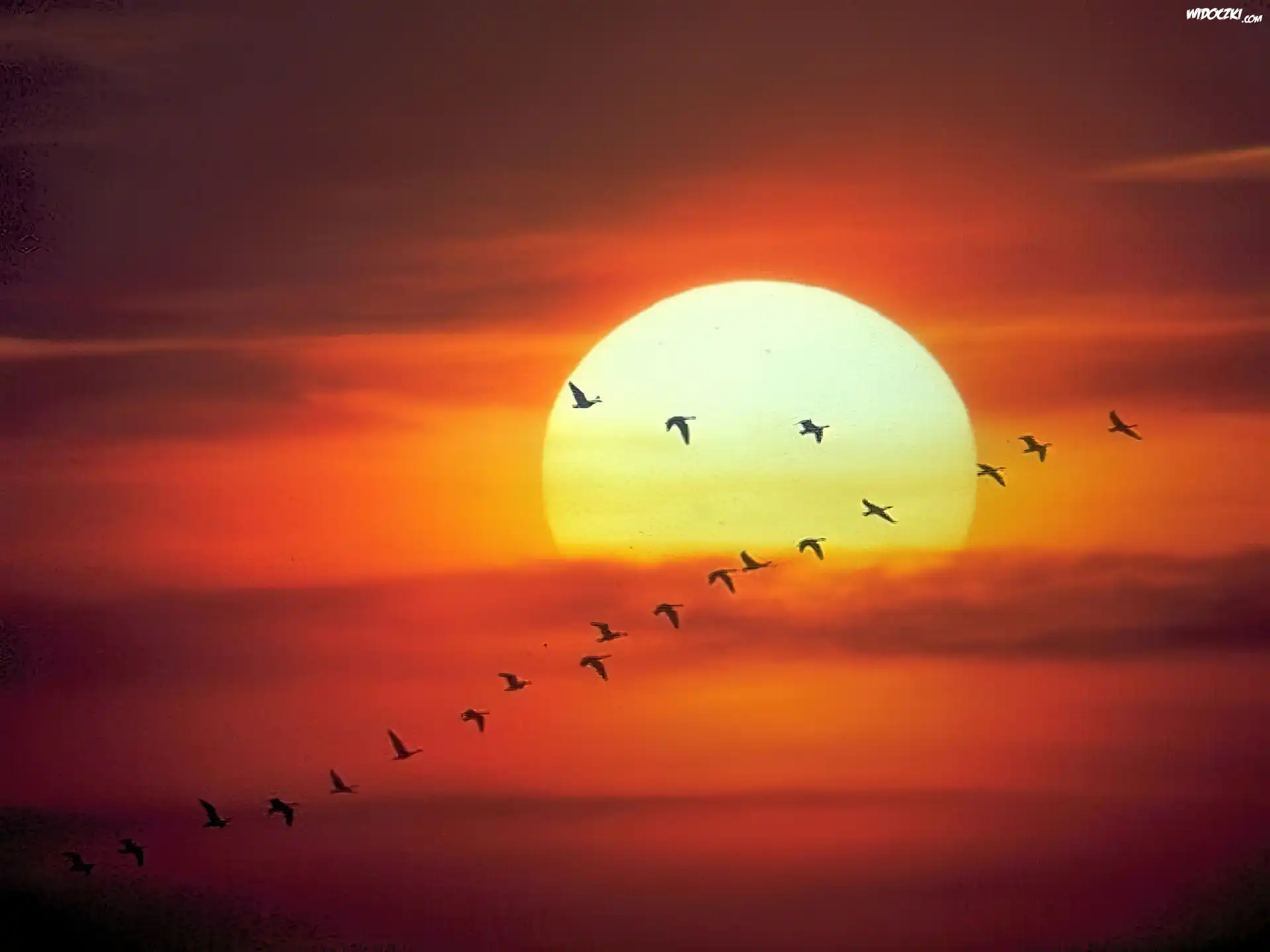 Zachód Słońca, Ptaki