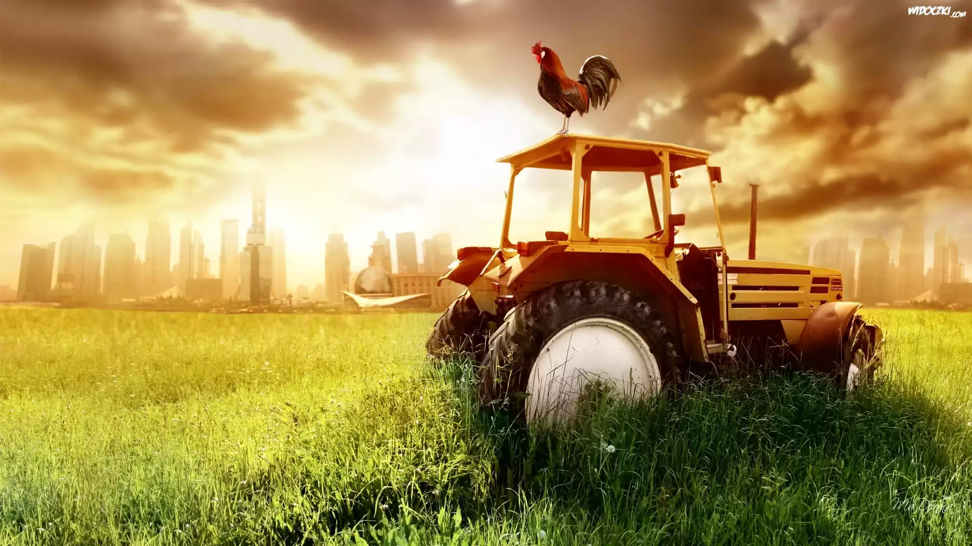 Zachód, Słońca, Traktor, Kogut
