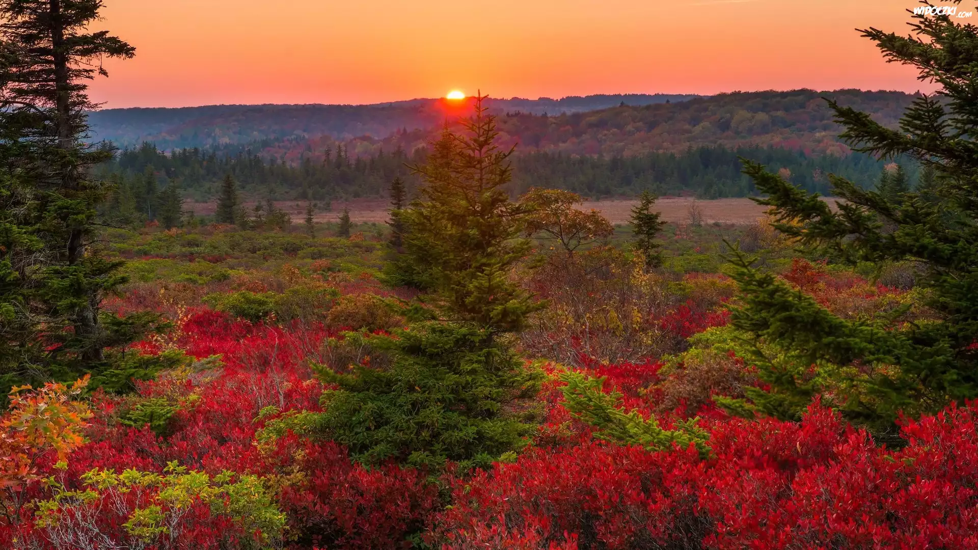 Stany Zjednoczone, Stan Wirginia Zachodnia, Dolly Sods Wilderness, Zachód słońca, Jesień, Drzewa, Roślinność, Kolorowa