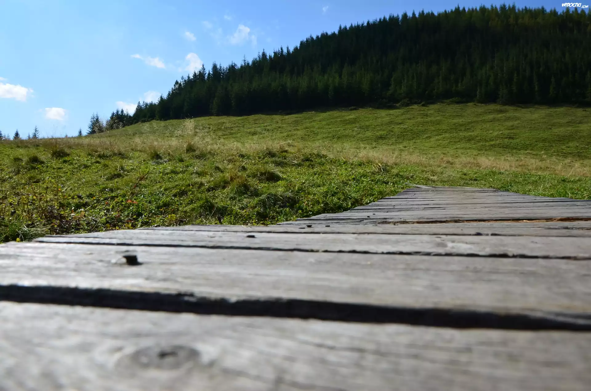 Zakopane, Łąka, Deski, Las