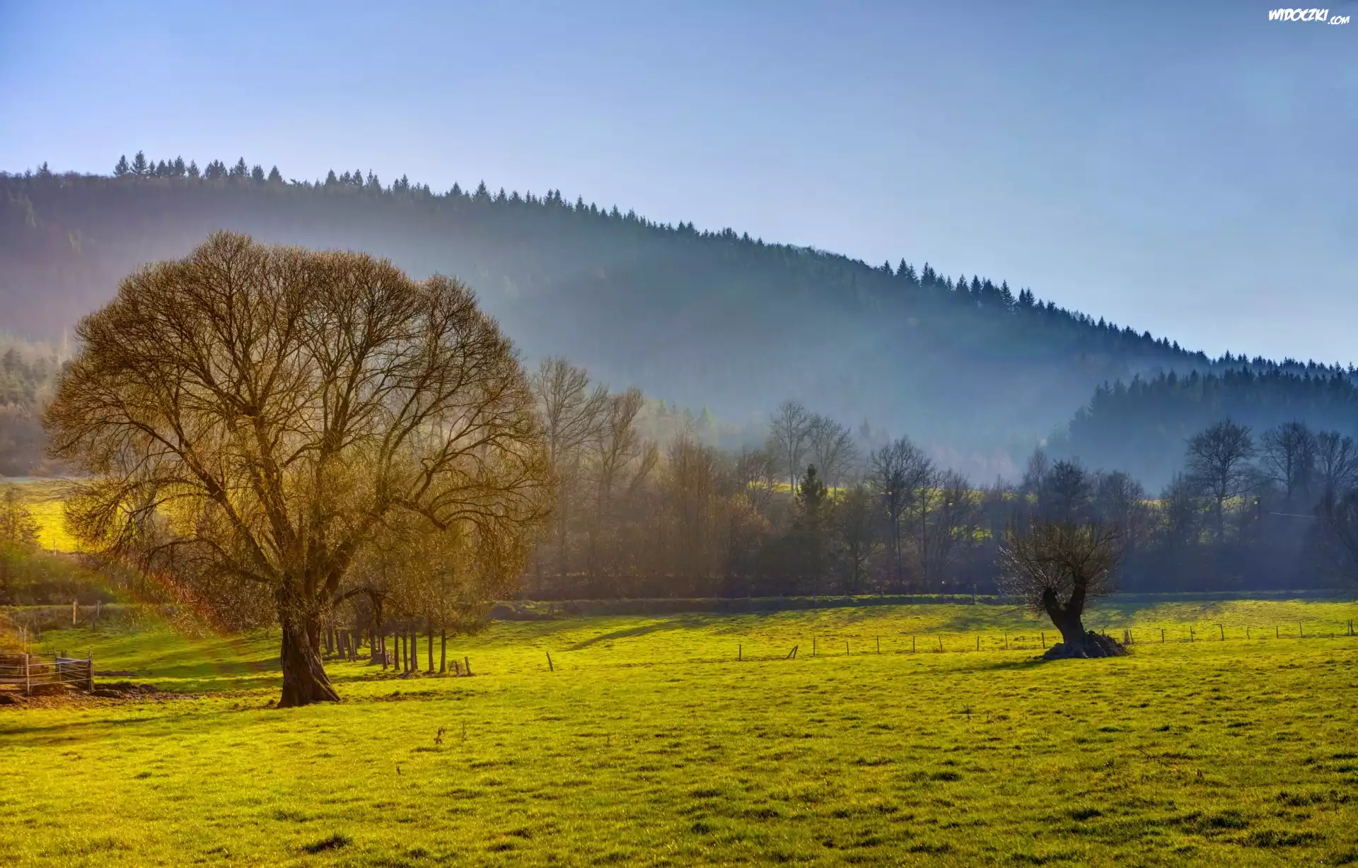 Zalesione, Wzgórza, Pole, Drzewa, Mgła