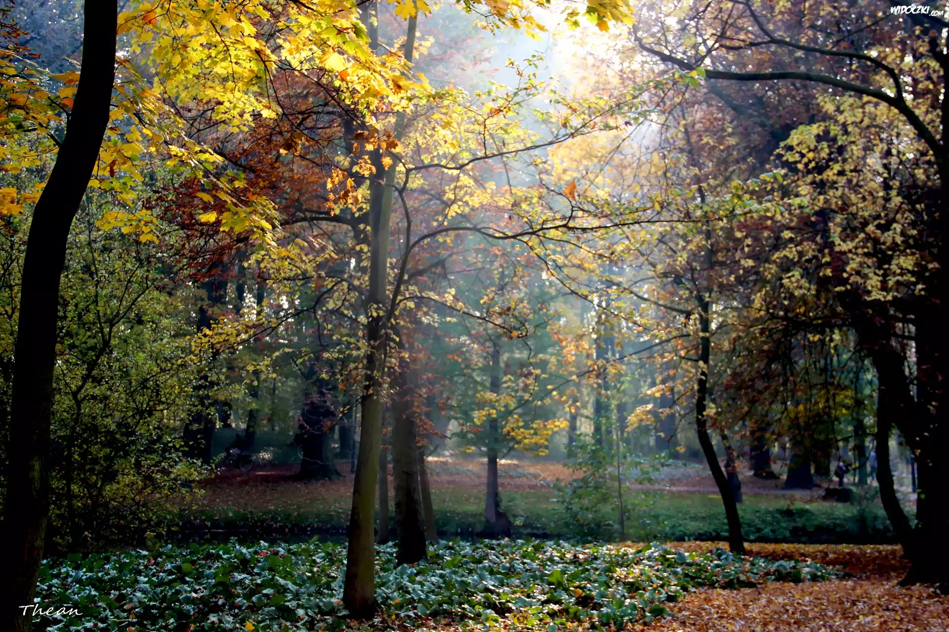 Zamglony, Park