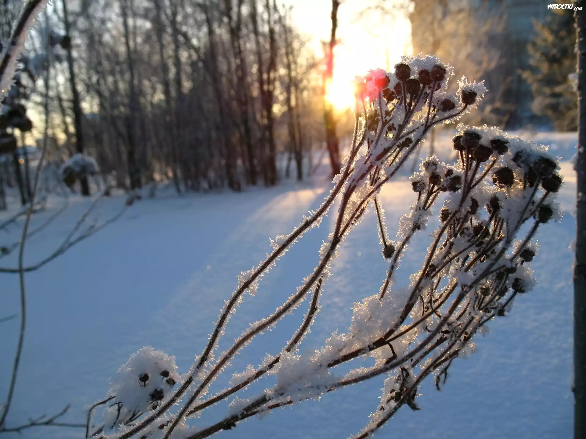 Zamrożona, Roślina, Łodyżki, Owoce, Las, Śnieg