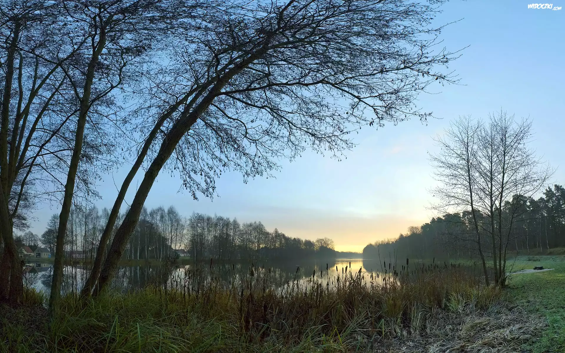 Jezioro, Zarośla, Drzewa