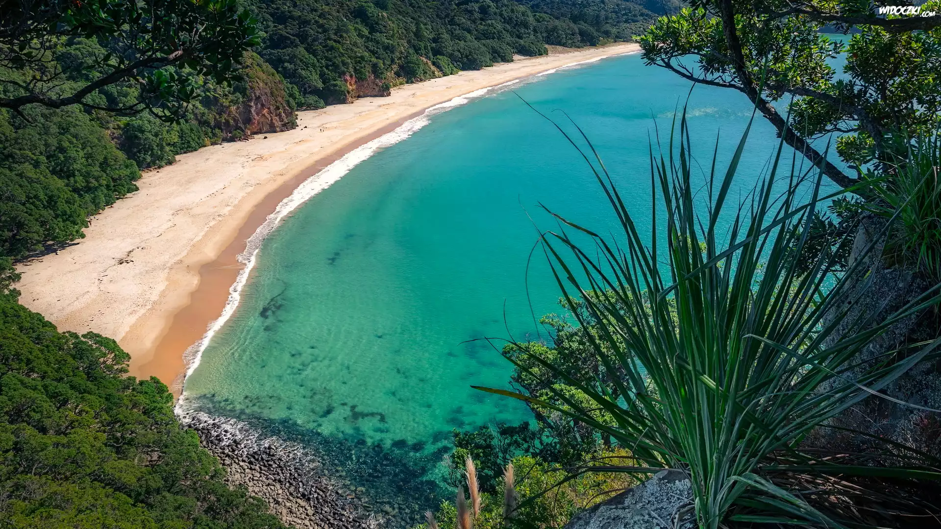 Plaża, New Chums Beach, Wybrzeże, Zatoka, Wainuiototo Bay, Rośliny, Whangapoua, Nowa Zelandia