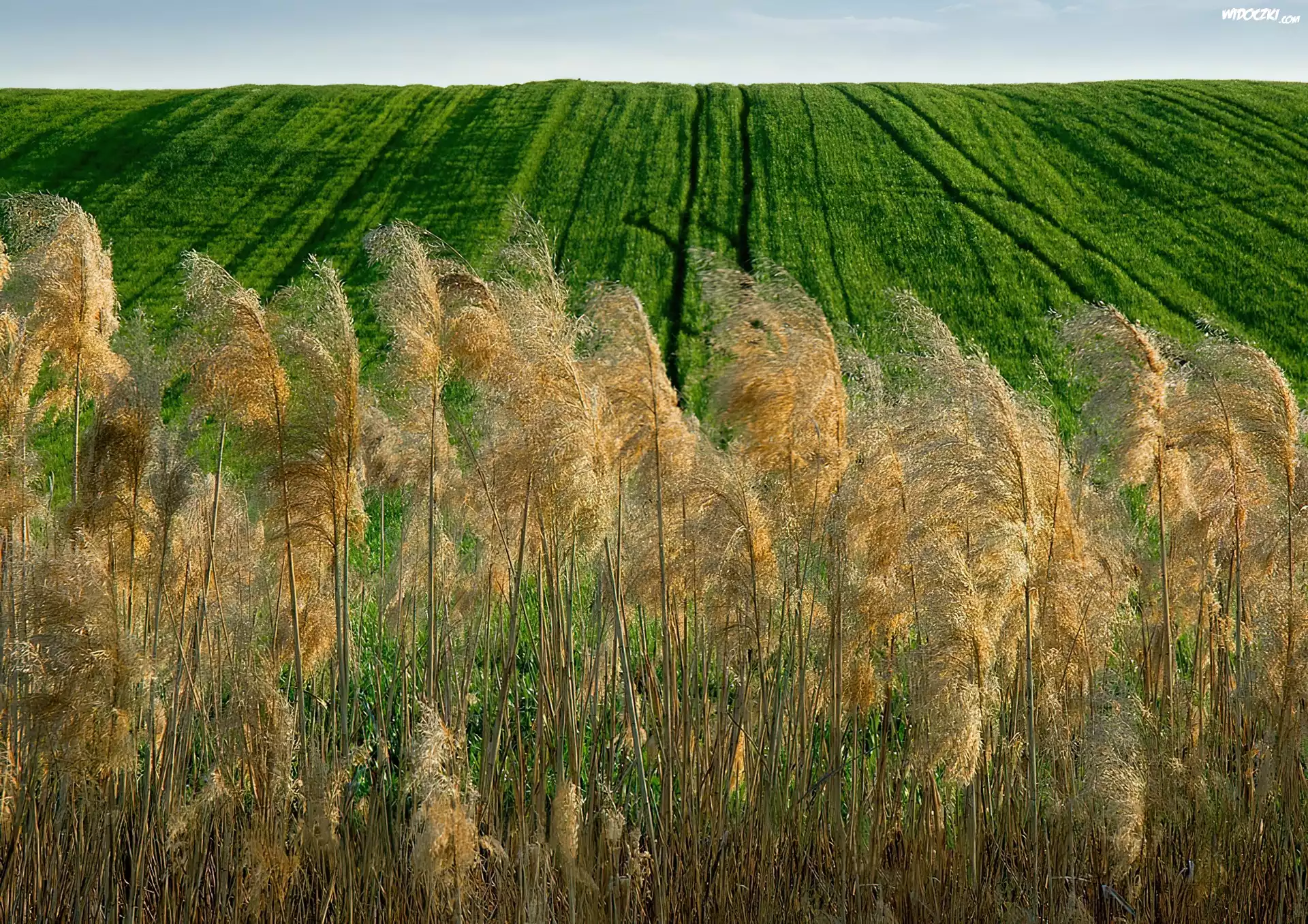 Zboże, Łąka