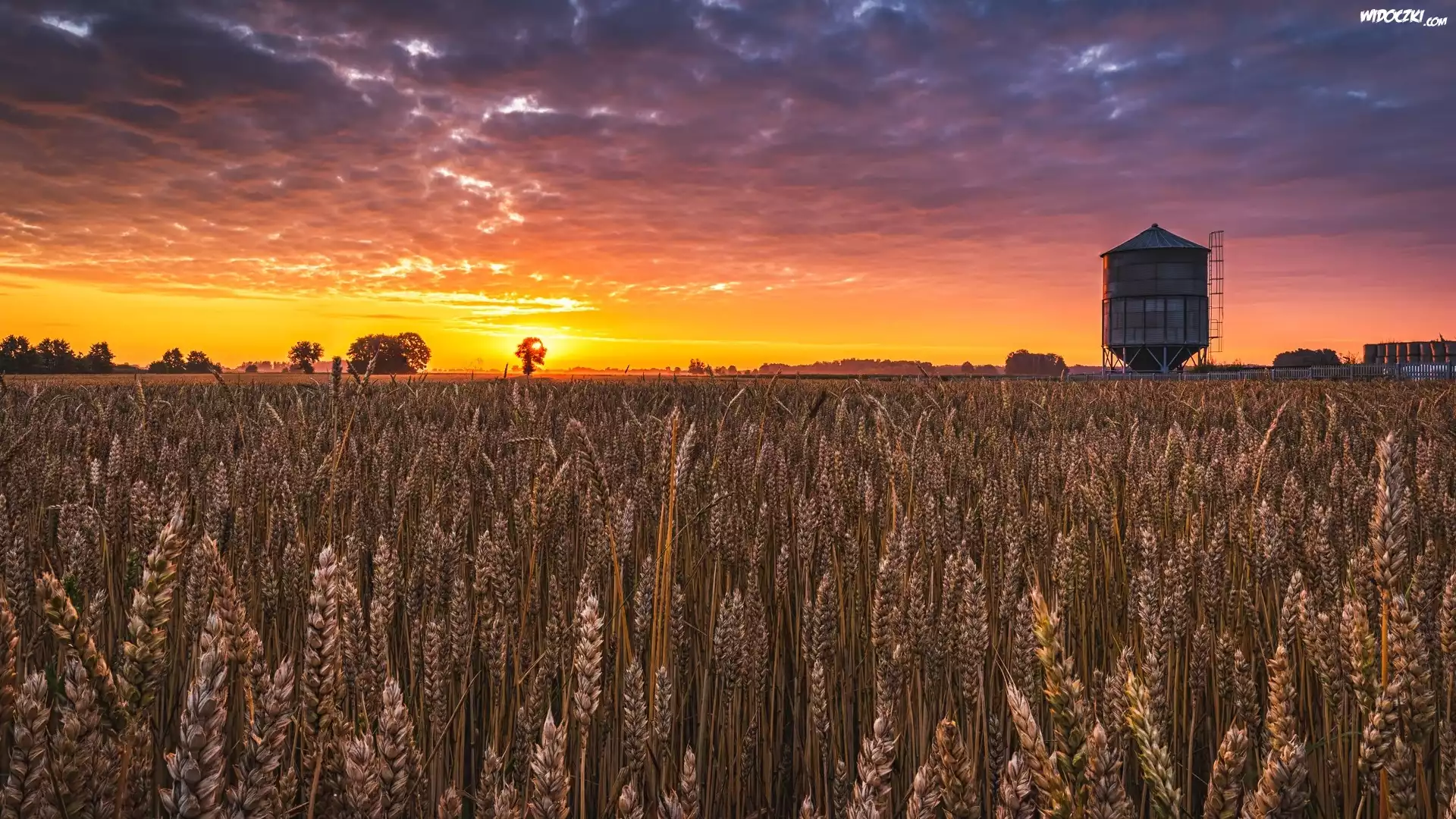 Pole, Zboże, Drzewa, Zachód słońca, Chmury, Silos